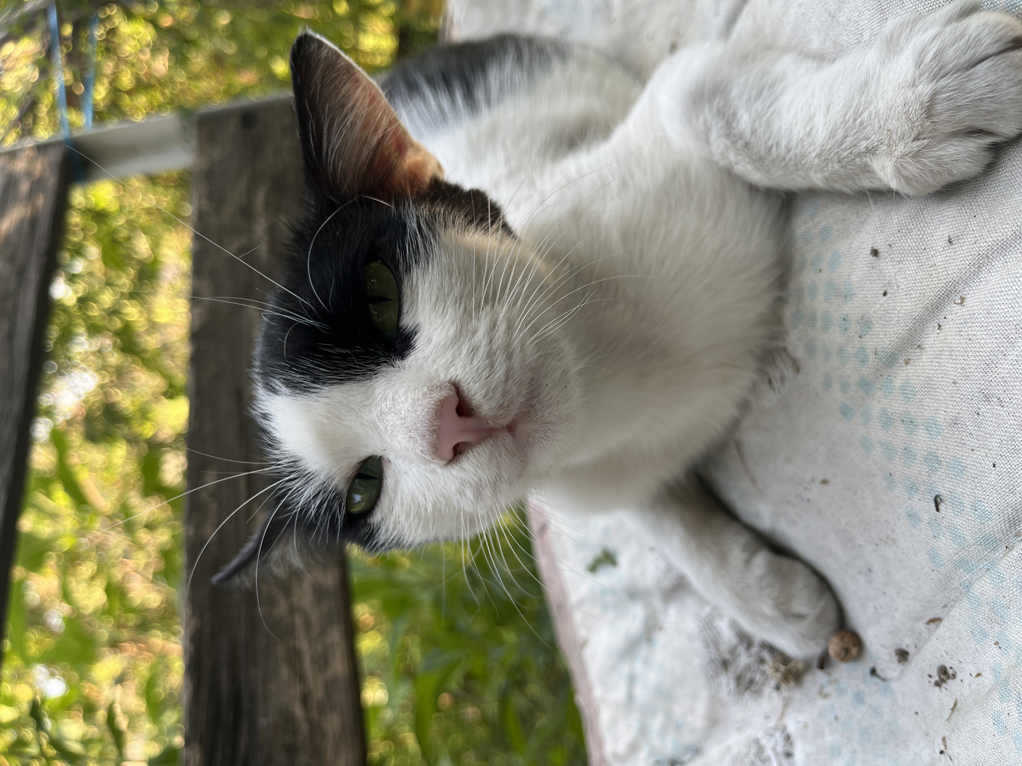 A close-up shot shows a black and white cat lying down on a white and blue patterned cloth. The cat's face is tilted slightly upwards, with its green eyes looking directly at the camera. Its nose is pink, and it has prominent white whiskers. Part of the cat's body is visible, showing its white chest and paws, with black markings on its back and ears. The background is blurred, featuring green foliage and a wooden surface, suggesting an outdoor setting. There is no indication of the city of Mailuu-Suu City, Kyrgyzstan in this image.