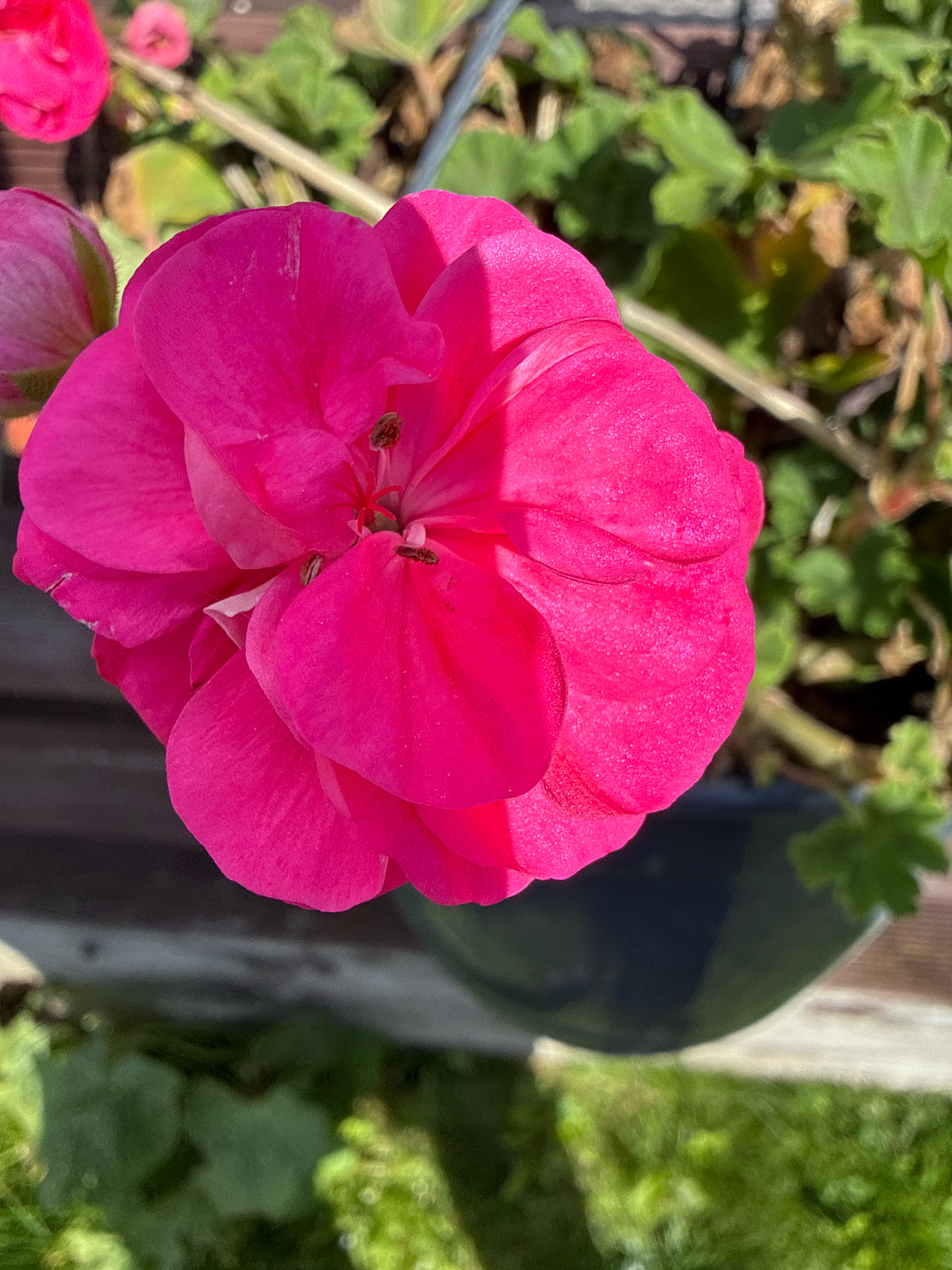 A close-up, overhead shot of a vibrant pink geranium bloom is featured, with its petals unfurled and textured. The flower is the primary subject, positioned in the center of the frame. In the background, green foliage and dried stems suggest a garden setting, possibly in Galinė, Lithuania, indicated by context. The lighting is bright, creating a sunny atmosphere, and the focus is sharp on the flower, with the background softly blurred. A dark pot or planter is partially visible beneath the bloom.