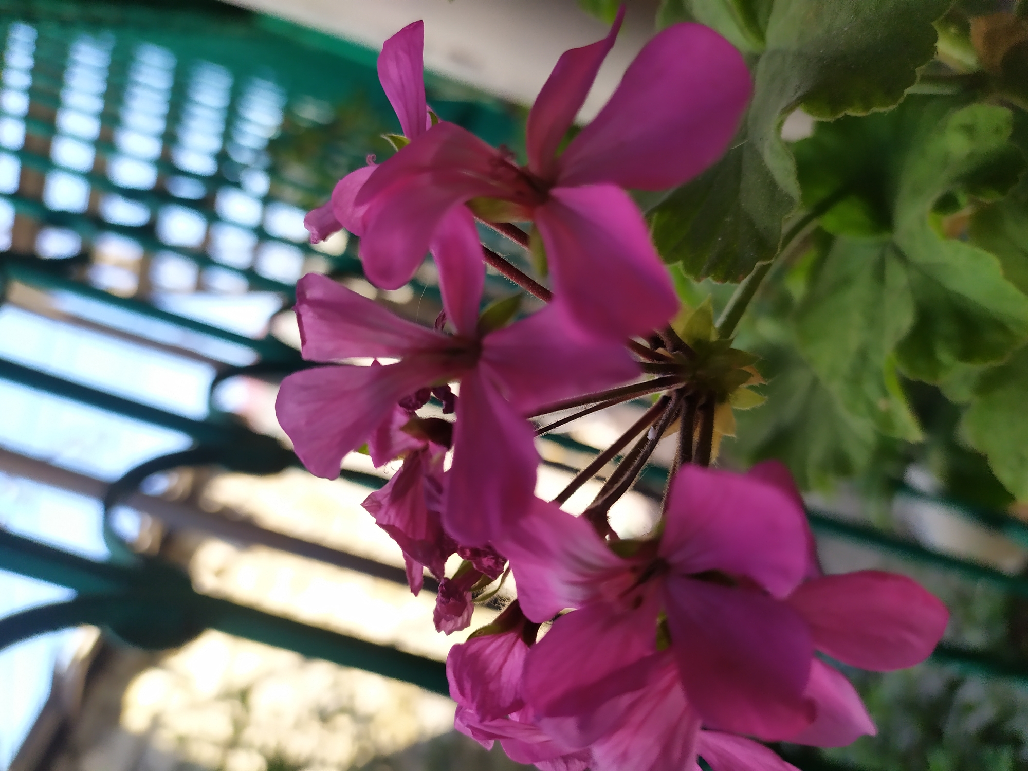 This is a close-up, low-angle, outdoor photograph of a cluster of bright pink flowers with green leaves. The flowers are in focus, while the background is blurred. Behind the flowers, there is a dark green metal railing with a lattice pattern, which appears to be part of a balcony or fence. Beyond the railing, there is a bright, out-of-focus background suggesting sunlight filtering through. The image is likely taken in Bilajari, Azerbaijan, given the presence of the railing and the general aesthetic which could be found in residential areas there. There are no people visible in the image.