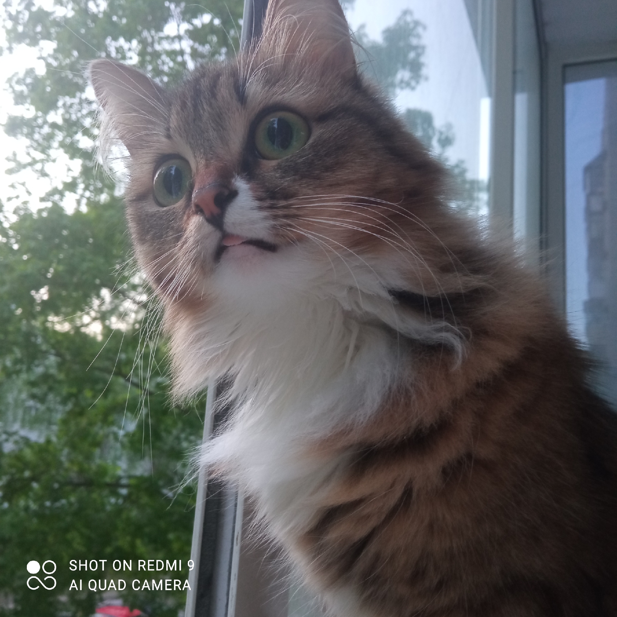 A close-up shot of a cat with green eyes and a slightly extended tongue looking upwards. The cat has brown and white fur. It appears to be sitting on a windowsill. Through the window, blurred greenery, possibly trees, can be seen. A building is also visible in the background on the right side of the frame. At the bottom left corner of the image, there is a watermark that reads "SHOT ON REDMI 9 AI QUAD CAMERA". The location is Chaikovsky, Russia based on contextual information.
