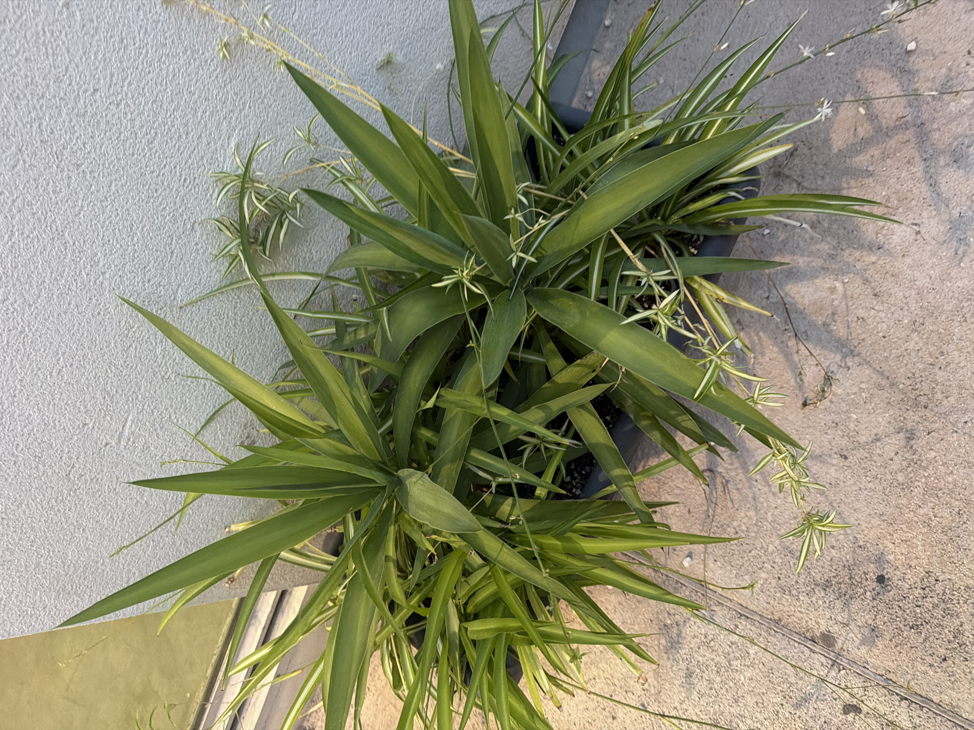 The image shows a close-up, overhead view of two potted spider plants (Chlorophytum comosum) against a textured gray wall. The plants are lush and green with long, arching leaves, some of which have white stripes. Several small, white flowers are visible on delicate stalks extending from the plants. The plants are in dark-colored pots that are partially visible. The ground beneath the plants appears to be a paved surface, possibly concrete, with some gravel or debris scattered on it. A sliver of a light-colored building or structure is visible to the left of the plants. The lighting suggests it is either early morning or late afternoon. There are no people or animals present in the image. The location in Elche/Elx, Spain, is an outdoor setting, likely a patio or balcony due to the proximity of the plants to a wall and the paved ground.