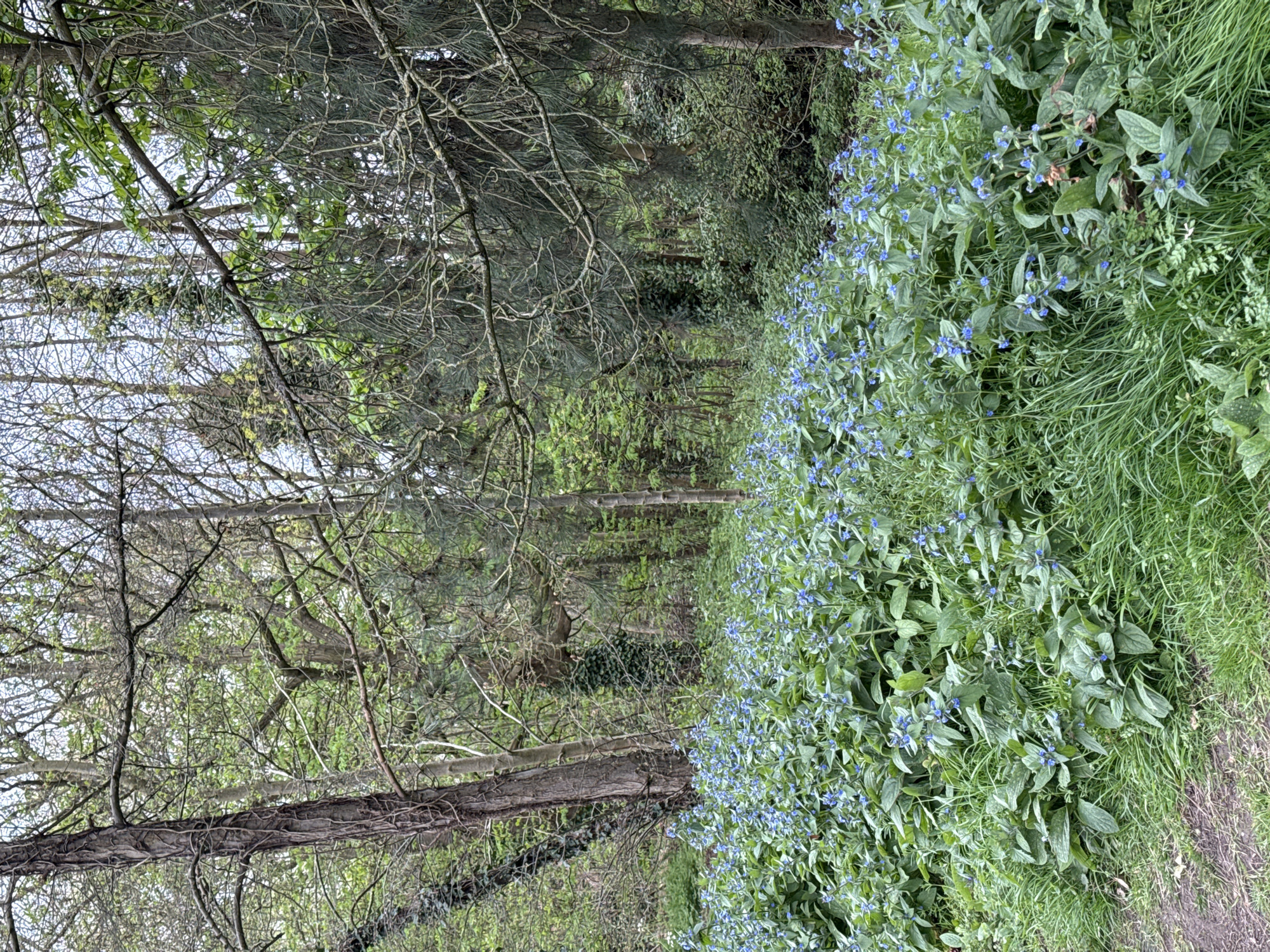 The image shows a woodland scene in East Suffolk, United Kingdom. On the left, bare tree trunks and branches reach upwards, partially obscuring the sky. To the right, a dense patch of green foliage is interspersed with small blue flowers. A narrow dirt path is visible on the far right.