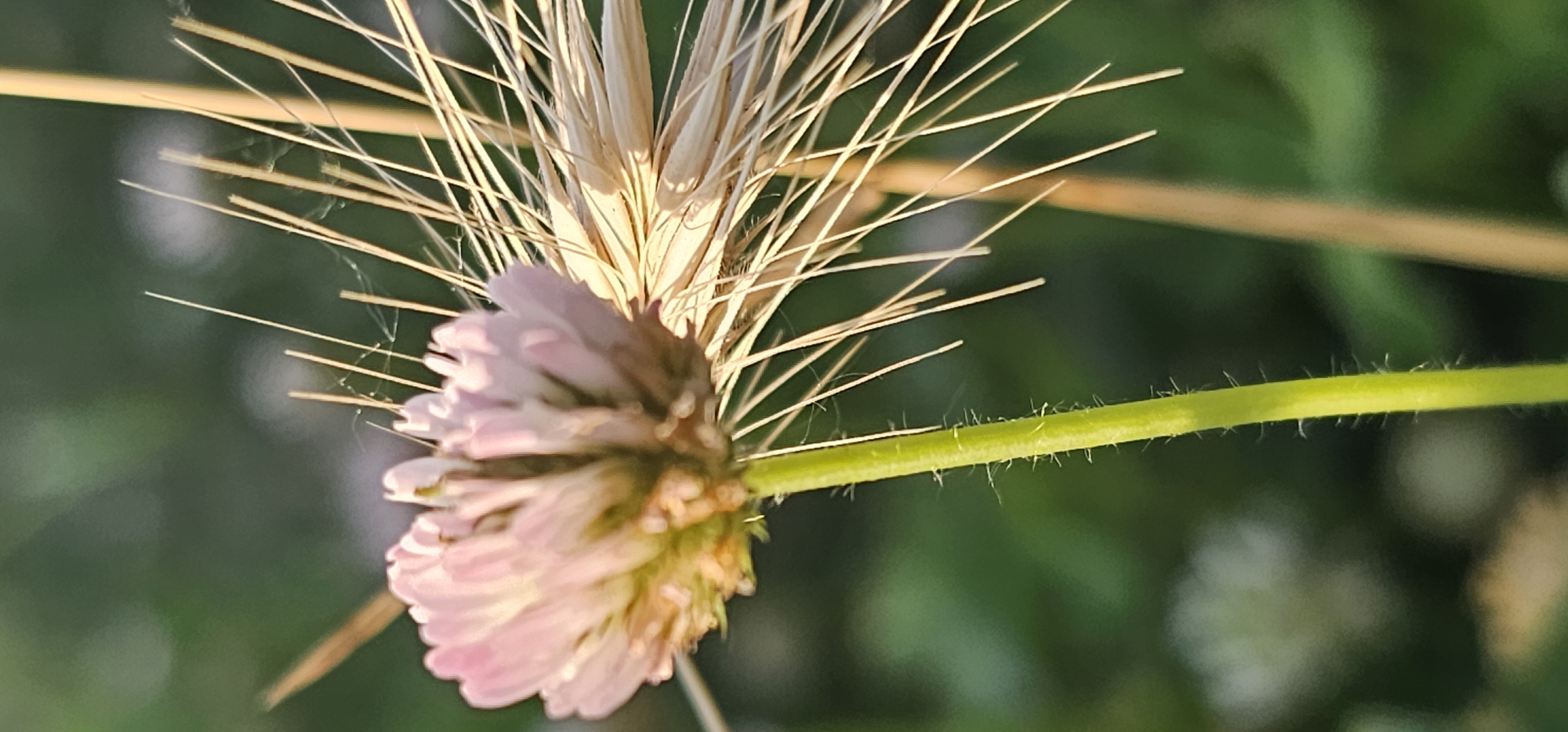 A close-up, macro photograph captures a pink clover flower and a wheat stalk against a blurred green background. The clover flower is in focus on the left side of the frame, displaying its delicate pink petals. To the right, the wheat stalk, with its awns, is also in focus, appearing golden and dry. Fine strands of spiderweb are visible connecting some of the wheat awns. The stem of the clover is green and covered in fine white hairs. The lighting suggests it is either early morning or late afternoon. The image is an outdoor nature scene, likely in a field or garden. It is not possible to determine the specific location within the city of Овощной, Russia from this image alone.