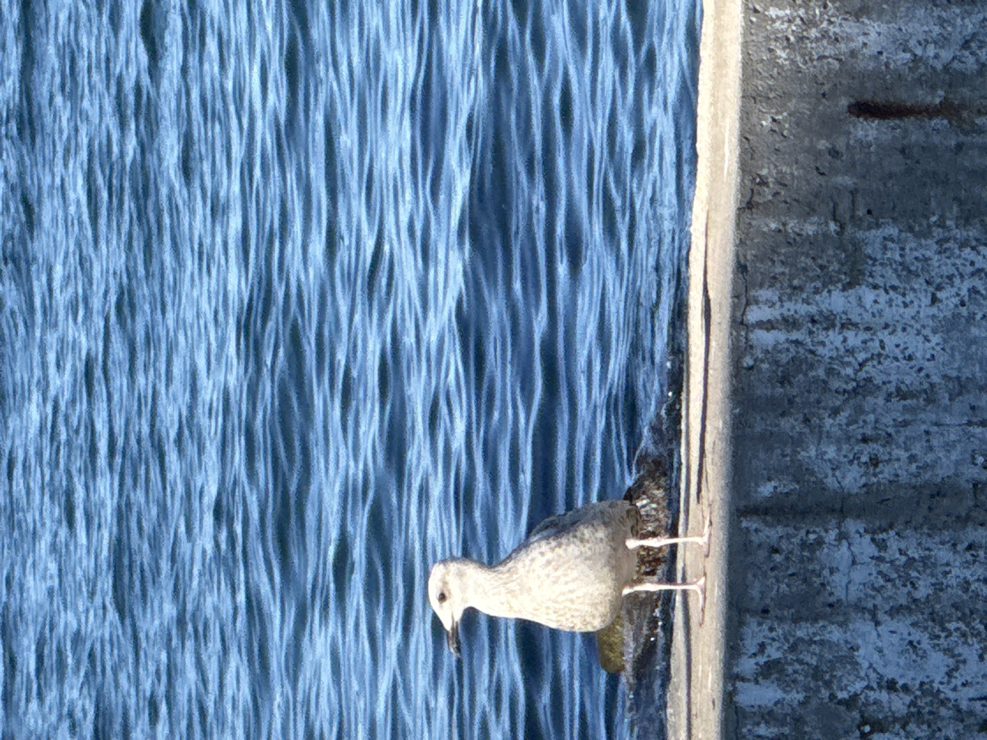 A lone seagull stands on a concrete ledge overlooking the choppy blue waters of the sea. The seagull is facing left, with its beak slightly open. The concrete ledge is weathered and appears to be part of a seawall or pier. The water behind the seagull is a deep blue with small waves. The image is taken from a low angle, emphasizing the seagull and the vastness of the sea. The scene is likely located in the city of Partenit, Ukraine, a coastal town known for its scenic beauty and proximity to the Black Sea.