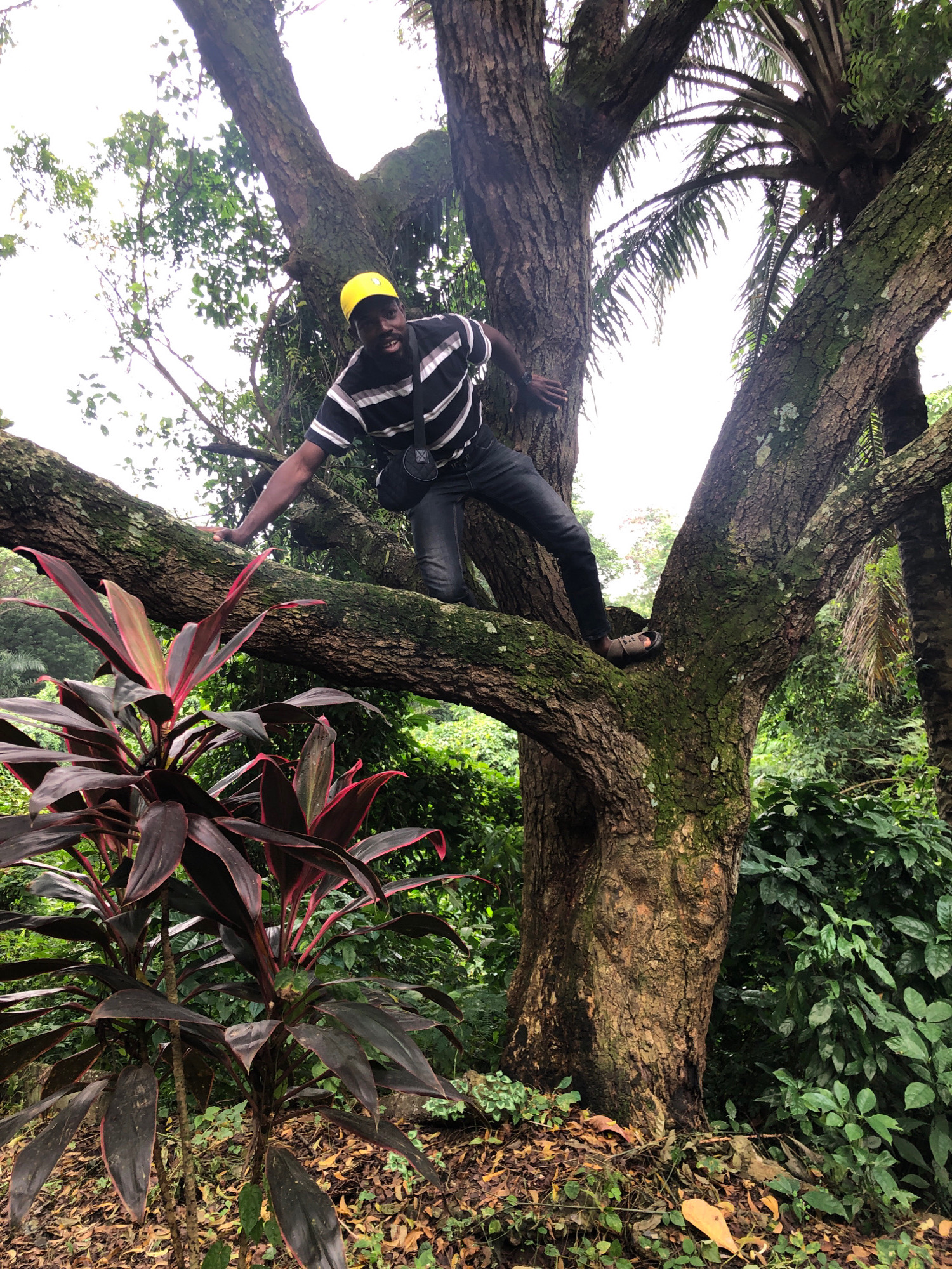 In a lush, tropical environment in Iju, Nigeria, a Black male is pictured climbing a large tree. He is wearing a yellow baseball cap, a black and white striped t-shirt, dark jeans, and sandals. The man is positioned on a thick, moss-covered branch, his body angled towards the right of the frame as he navigates the tree. A small, dark bag is slung over his shoulder. In the foreground, a vibrant plant with dark red and green leaves stands out against the earthy forest floor, which is littered with fallen leaves and branches. The background is filled with dense green foliage, suggesting a natural, undeveloped area. The lighting suggests it is daytime, with an overcast sky.