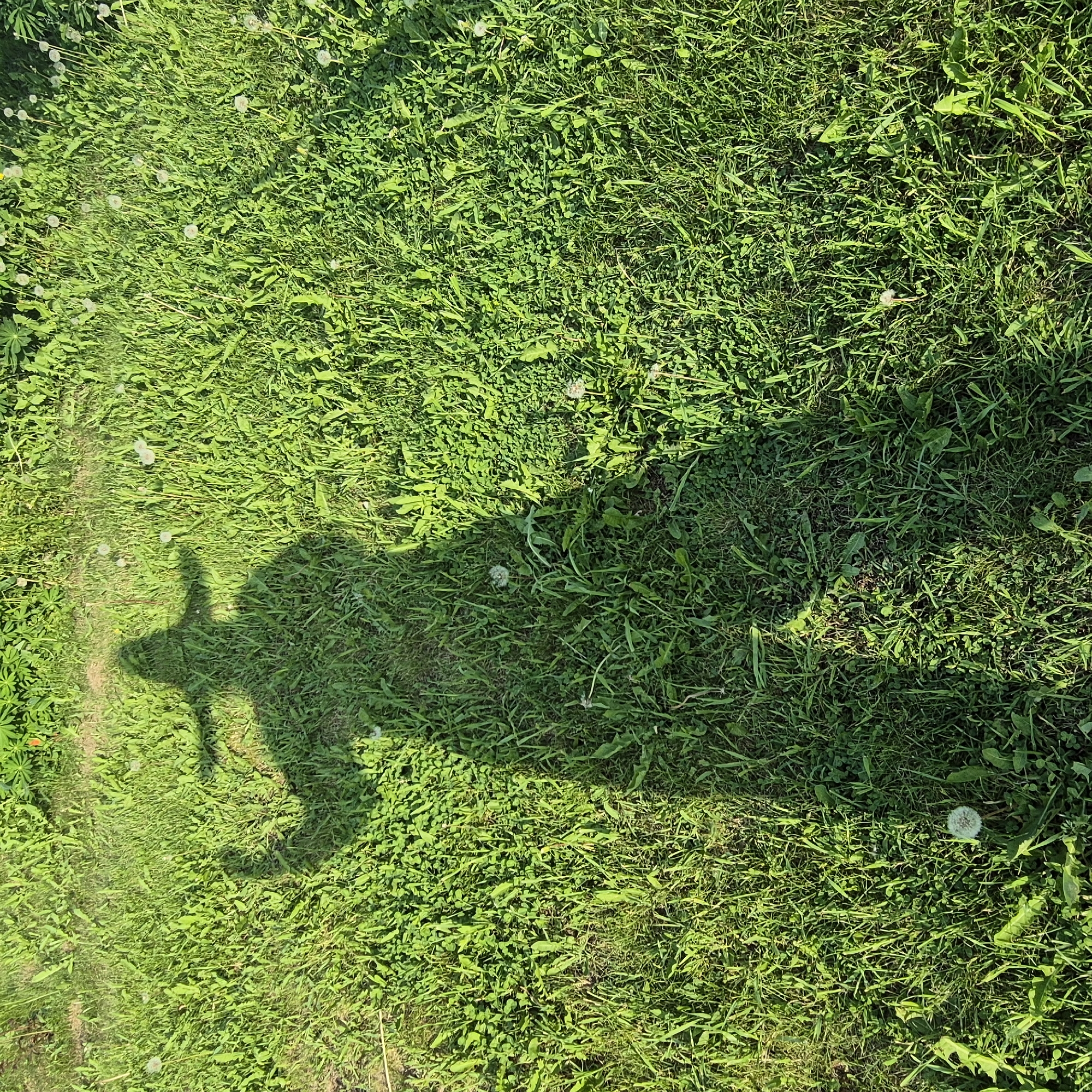 The image shows a shadow of a person wearing a wide-brimmed hat and standing in a grassy area. The shadow is cast on a lawn with scattered dandelions. The lighting suggests it is daytime, likely with the sun behind the person. The location is described as Новостройка, Russia, implying an outdoor setting within a settlement. There is no visible person in the image, only their shadow. The environment consists of green grass and some low-lying plants.