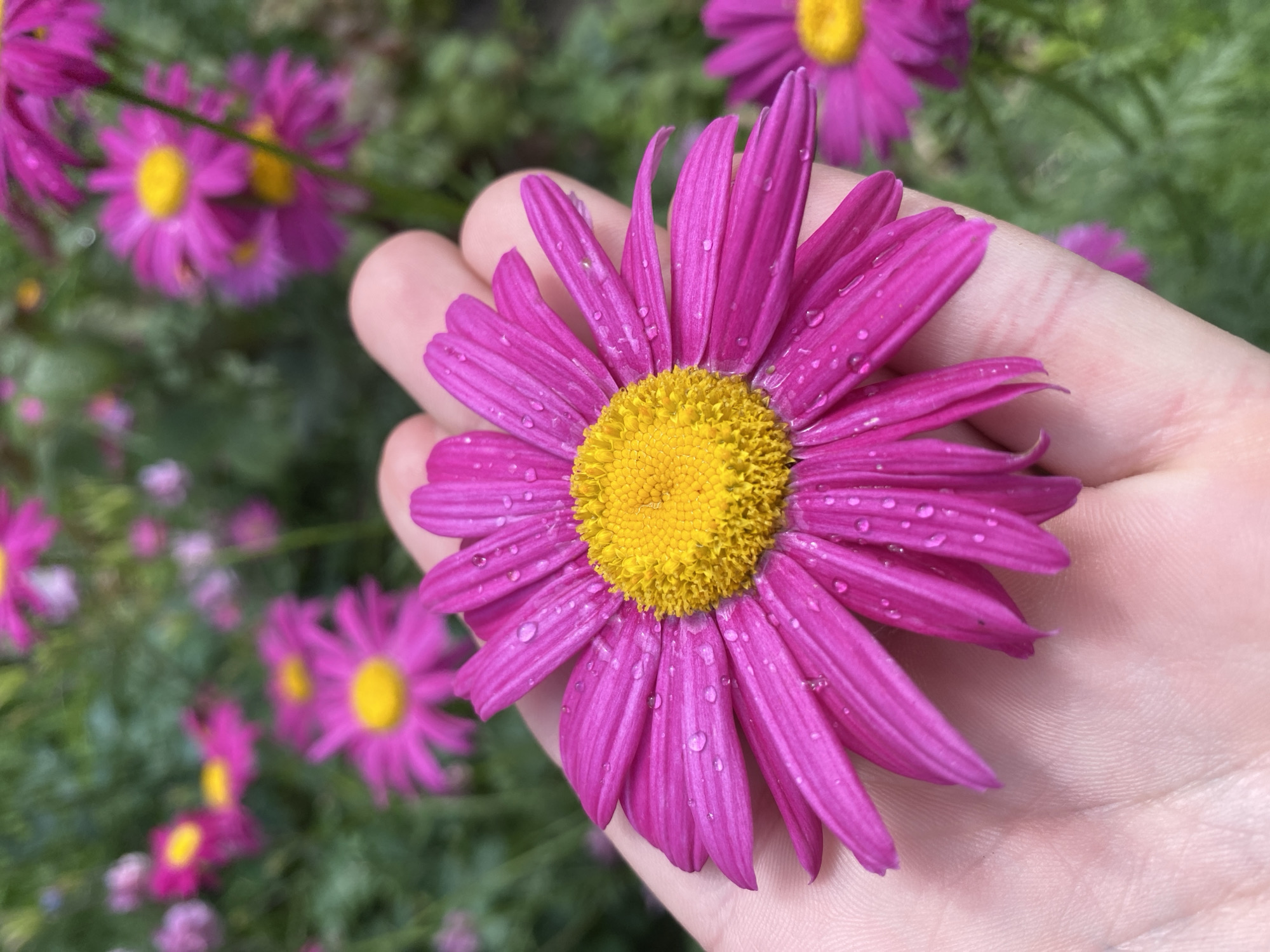 The image shows a hand holding a pink daisy with a yellow center. Water droplets are visible on the flower petals. The background is blurred, but shows other pink daisies and green foliage. The location in the city of Ustyvytsia, Ukraine is not discernible from the visual information provided in the image.