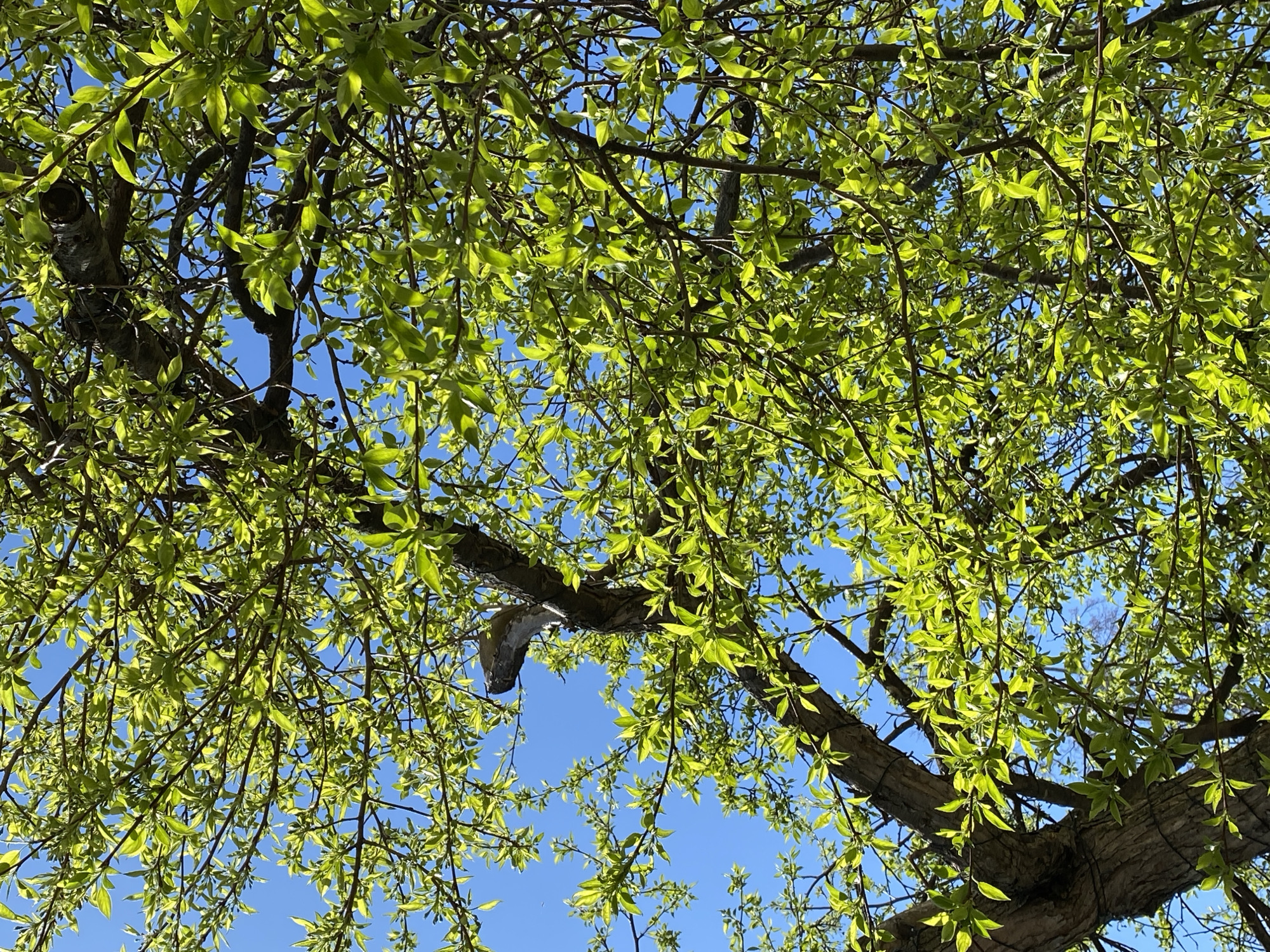 The image shows a view looking up into a tree with light green leaves against a clear blue sky. The tree branches are visible, and the leaves are dense enough to partially obscure the sky. The image does not contain enough information to determine the location as Votkinsk, Russia or any people, objects, actions or interactions.