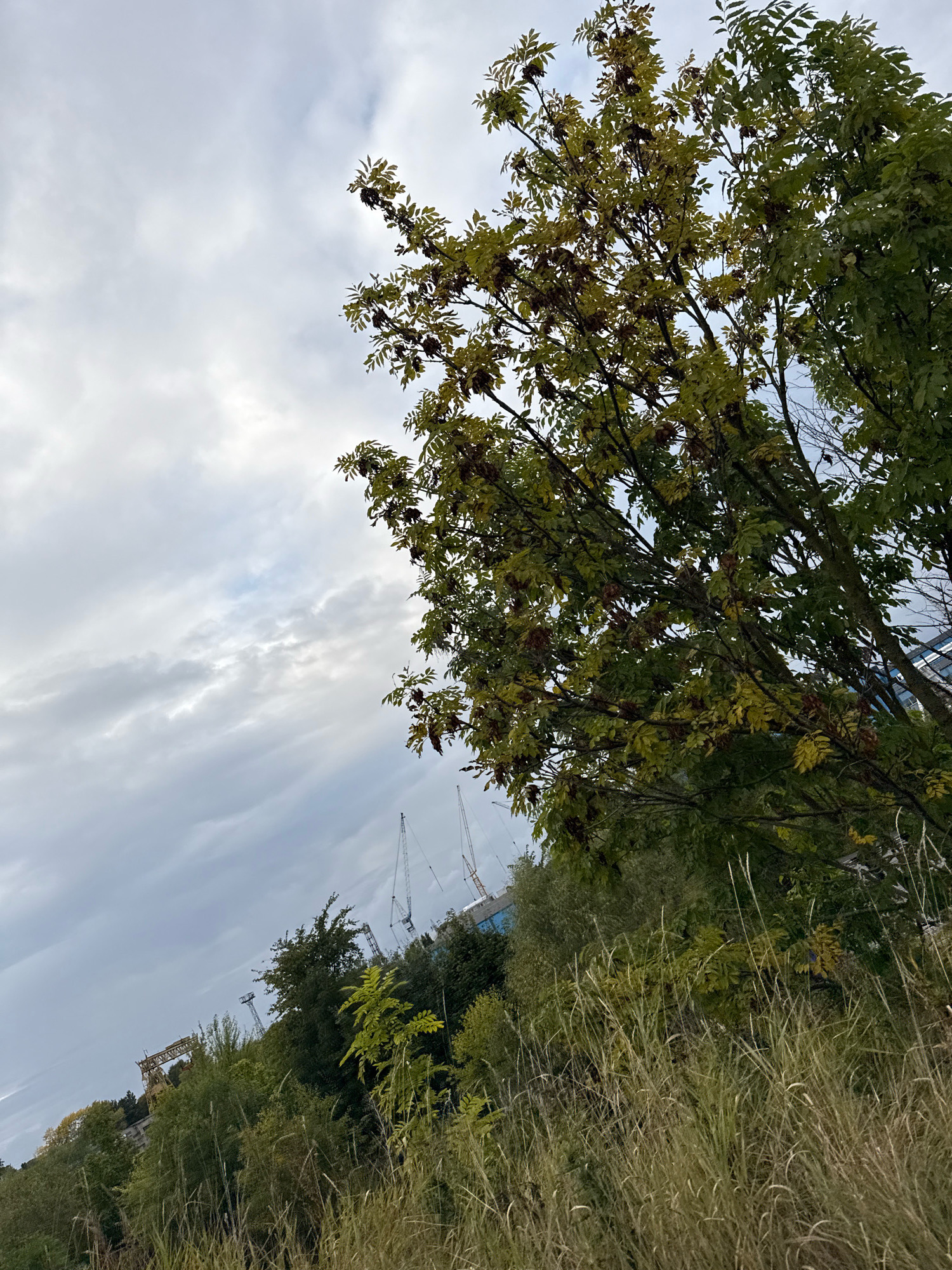 The image depicts an outdoor scene with a focus on vegetation and a cloudy sky. In the foreground, tall, dry grass is visible, with some green foliage interspersed. Behind the grass, trees with green and yellowing leaves dominate the midground. Some of the trees have clusters of dark berries. In the background, several tall construction cranes are visible against the overcast sky, suggesting an industrial or construction area. The overall impression is of a somewhat overgrown, possibly semi-industrial landscape under a grey, cloudy sky. The specific location within Tallinn, Estonia, is not identifiable from the visual information present. There are no people or discernible actions taking place in the image.