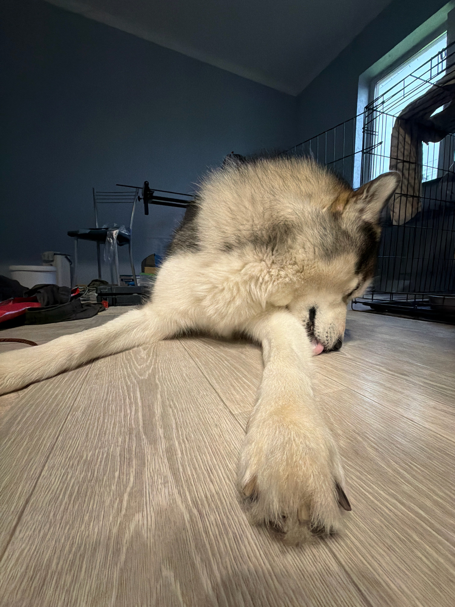 A malamute dog is lying on a wooden floor in a room. The dog is resting its head on its paws and sticking its tongue out. In the background, there is a dog crate, a window, and some furniture. The walls are painted a dark blue color. The image was taken in a residential area in the city of Узюково, Russia.