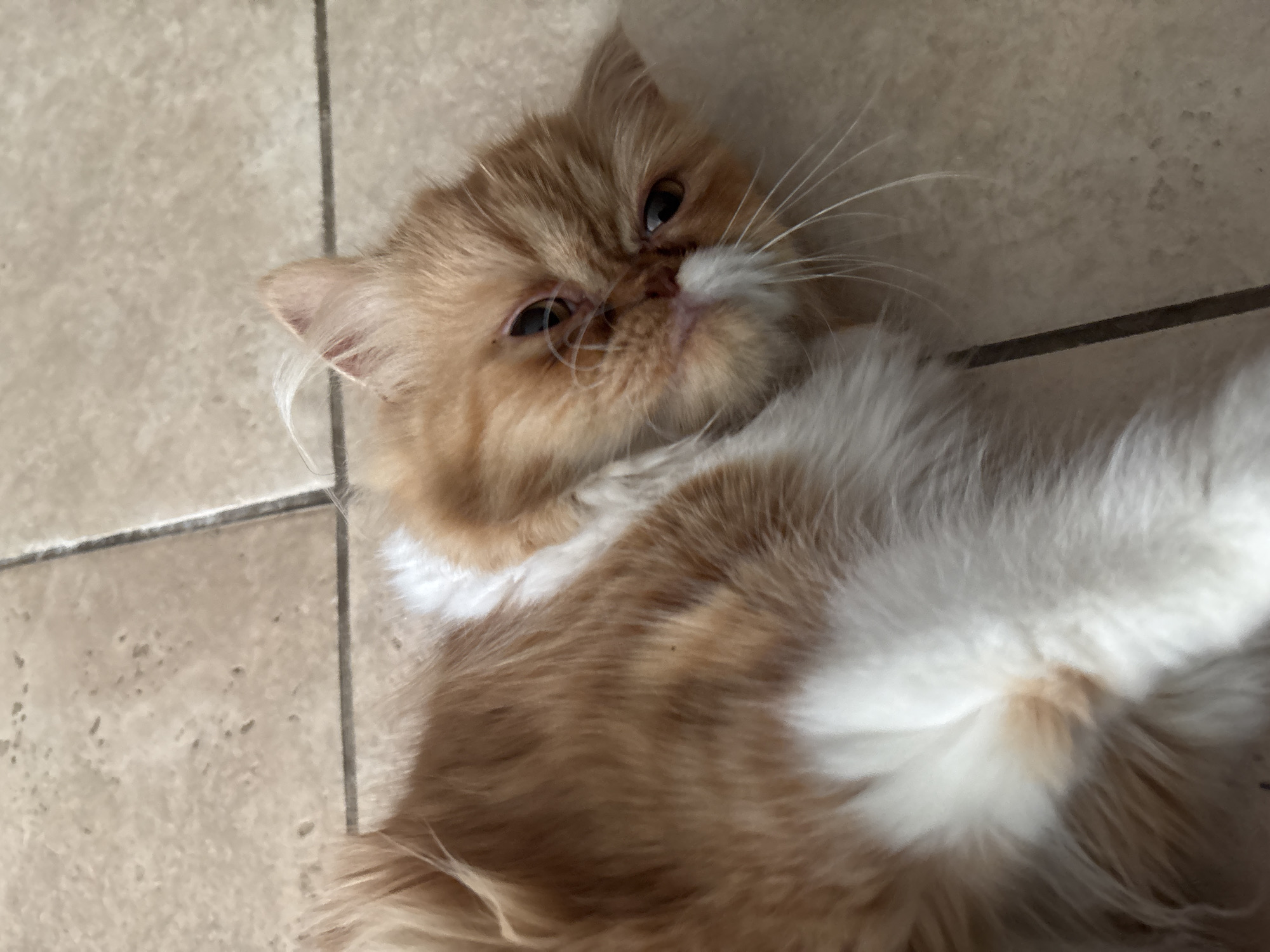 An orange and white long-haired cat is lying on a tiled floor. The cat is facing towards the camera with its head tilted. The tiles are light beige with some darker speckling and are arranged in a grid pattern. The cat's fur is fluffy and appears well-groomed. The cat's eyes are open and dark. The scene appears to be indoors, possibly in a home.