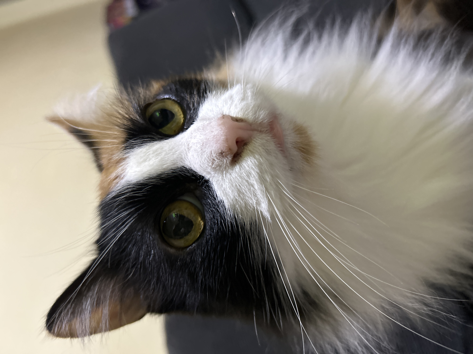 A calico cat with striking yellow eyes and a pink nose is captured in a close-up, eye-level shot. The cat's fur is a patchwork of black, white, and orange, with long, white whiskers fanning out from its muzzle. The background is blurred, with a soft, yellowish hue suggesting an indoor setting, possibly a home in Buenos Aires, Argentina. The lighting is soft, highlighting the texture of the cat's fur and the shine in its eyes. There are no people or other animals visible in the frame.