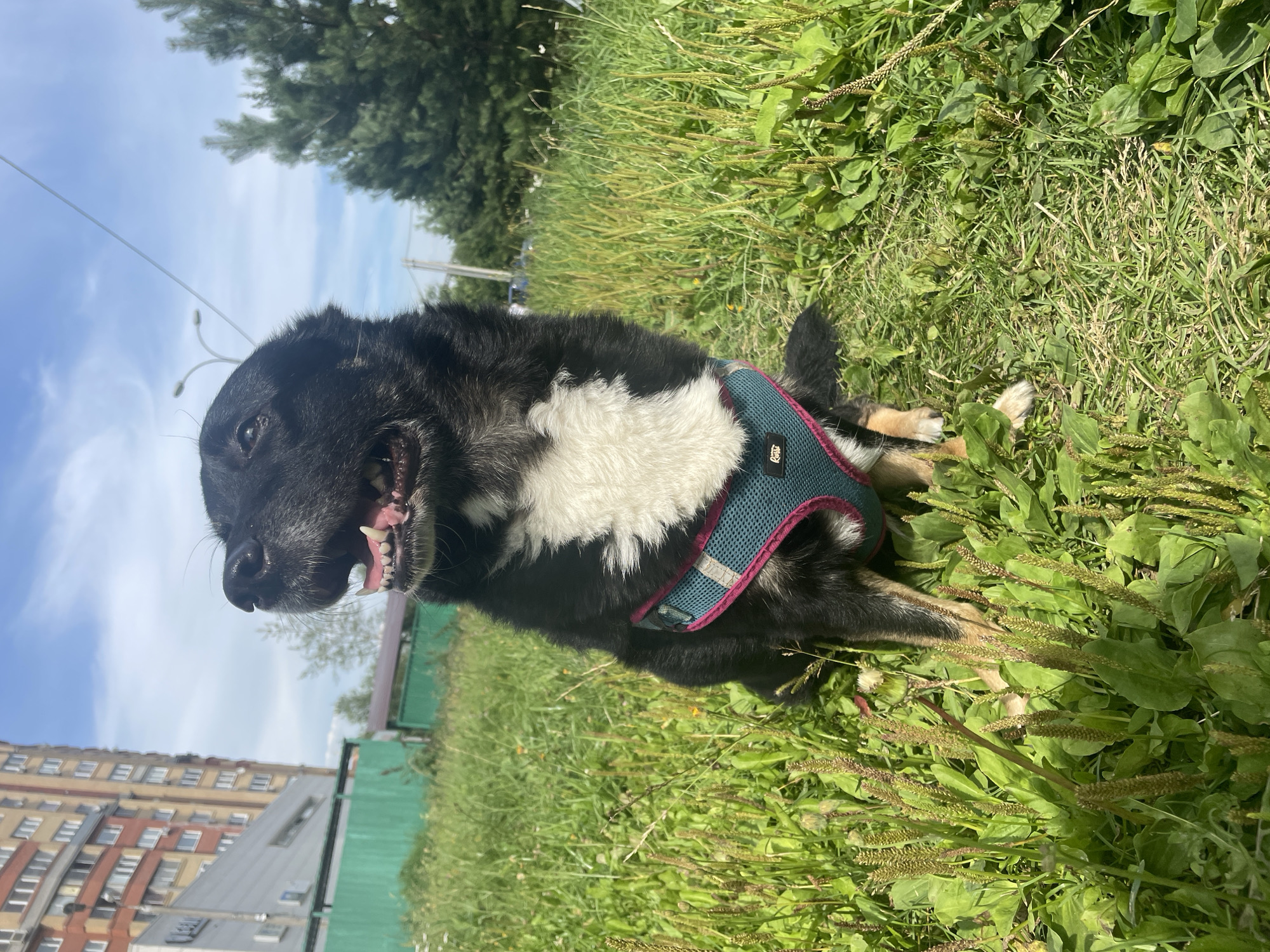 A black and tan dog wearing a teal and pink harness sits in a grassy area with sparse weeds and some dandelions. The dog has a white chest patch and its mouth is open, appearing to pant or smile. Behind the dog, a green fence is visible, followed by a tall, multi-story brick building with many windows. In the background, there are trees and a blue sky with scattered clouds. The scene appears to be an outdoor urban environment in Krasnogorsk, Russia, likely a park or residential area.