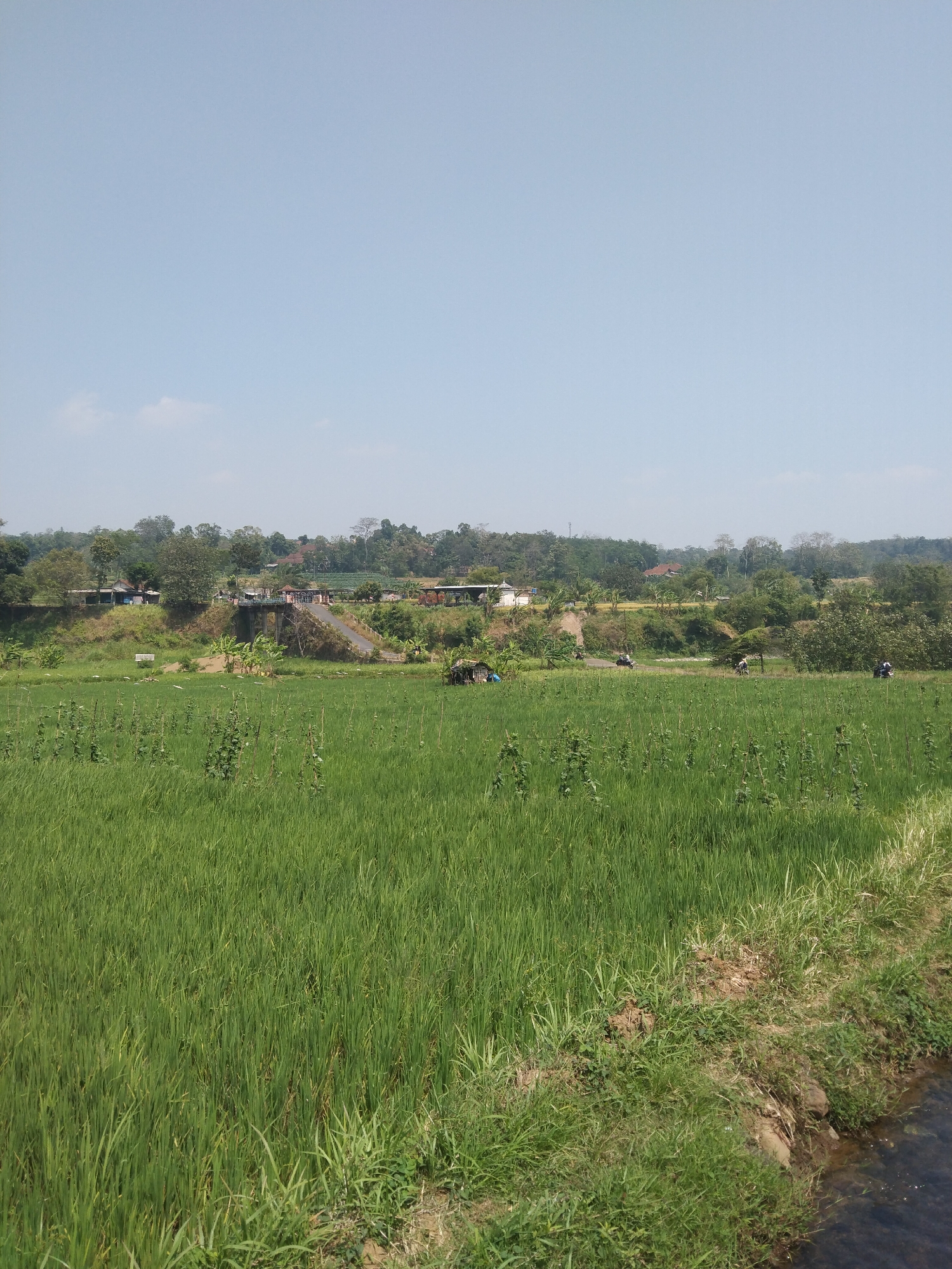 The image depicts a rural landscape in Keling, Indonesia, on a clear, sunny day. The foreground is dominated by a lush green rice paddy, with rows of young rice plants visible. To the right, a small stream or irrigation channel is present, bordered by grass and soil. In the mid-ground, a road curves through the landscape, connecting to a bridge that spans a slight incline. Several small buildings, possibly homes or shops, are situated on the elevated ground near the road and bridge. Further in the background, a dense line of trees marks the horizon, with some scattered buildings visible amongst them. A few individuals are present, with some riding motorcycles on the road and others appearing to be near the buildings. The overall scene is one of agricultural activity and rural life.
