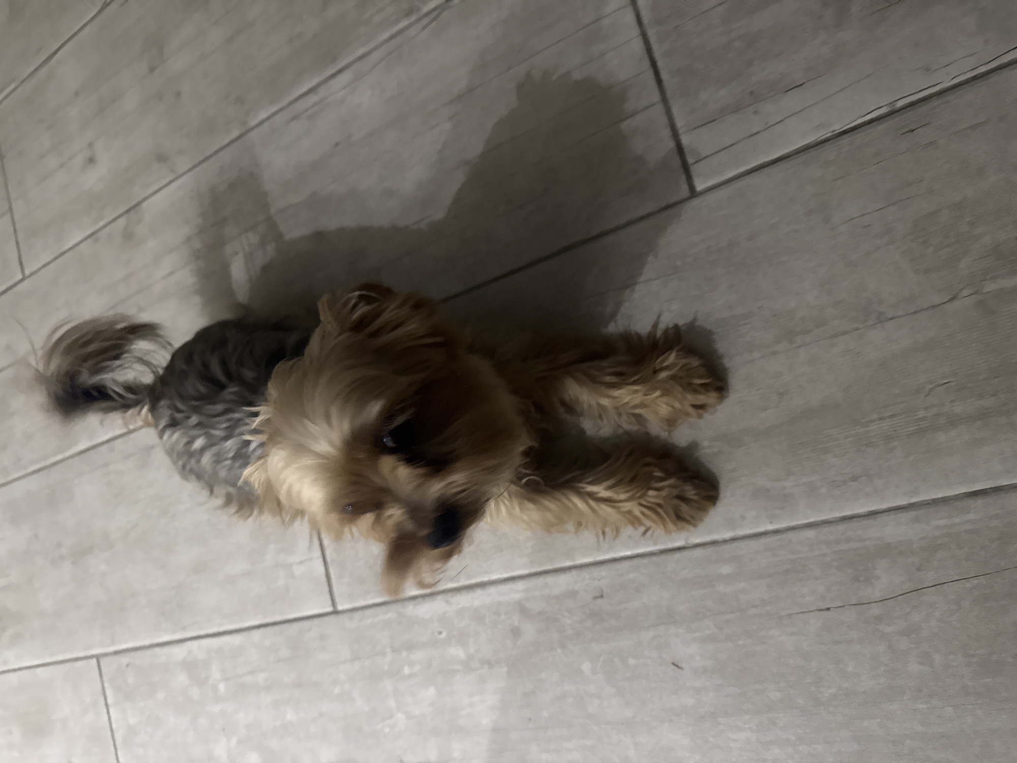A Yorkshire Terrier dog is lying on a tiled floor. The dog is facing towards the viewer with its head turned to the left. Its fur is a mixture of brown and grey. The floor is made of light-colored rectangular tiles. The image was taken indoors, likely in a residential setting within the Agios Tychona Community, Cyprus.