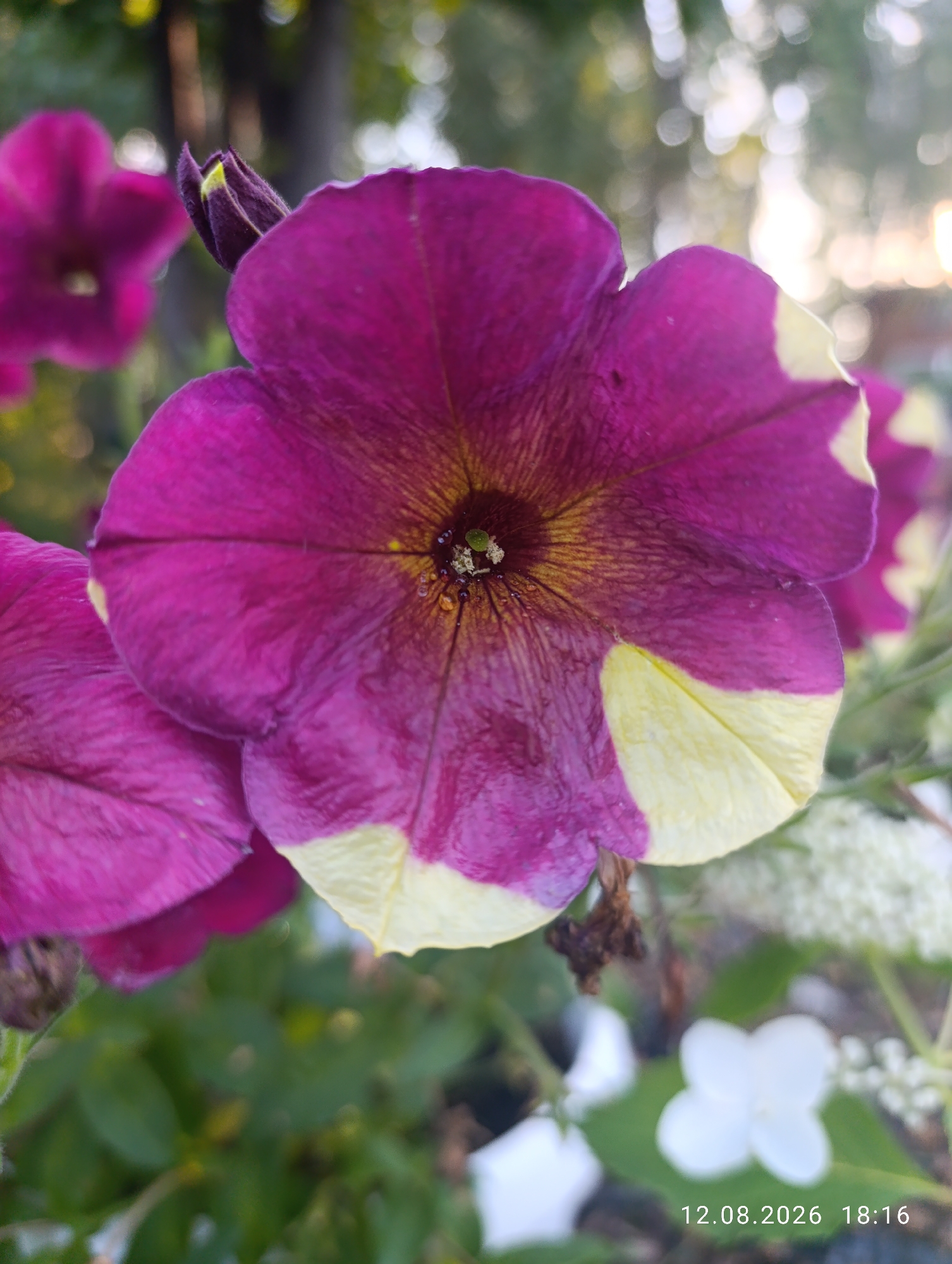 This is a close-up, eye-level photograph of a purple and yellow petunia flower in bloom. The flower is the central subject, occupying the majority of the frame. Its petals are a deep purple with yellow tips. The center of the flower is a darker, yellowish-brown color. The background is blurred, showing greenery, other flowers, and bokeh lights, suggesting an outdoor setting. The timestamp "12.08.2026 18:16" is visible in the bottom right corner. The image appears to be taken in Петерфельд ауылдық округі, Kazakhstan, based on the provided location context.