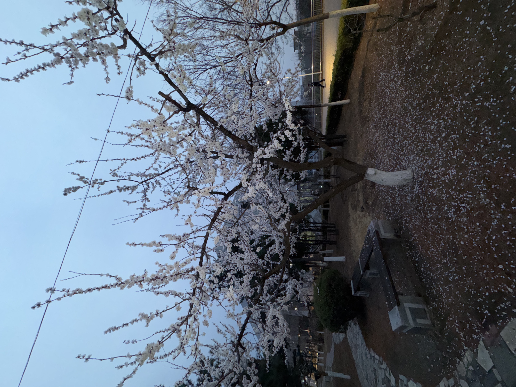 A ground-level, outdoor shot shows a tree with white blossoms covering the branches. The ground is covered in a layer of white petals. In the background, there is a walkway with a person walking on it and a row of bushes and street lights. The tree trunk is partially painted white. Stone benches are visible near the base of the tree. The sky is light blue. The location is likely in Zhongtun, China.
