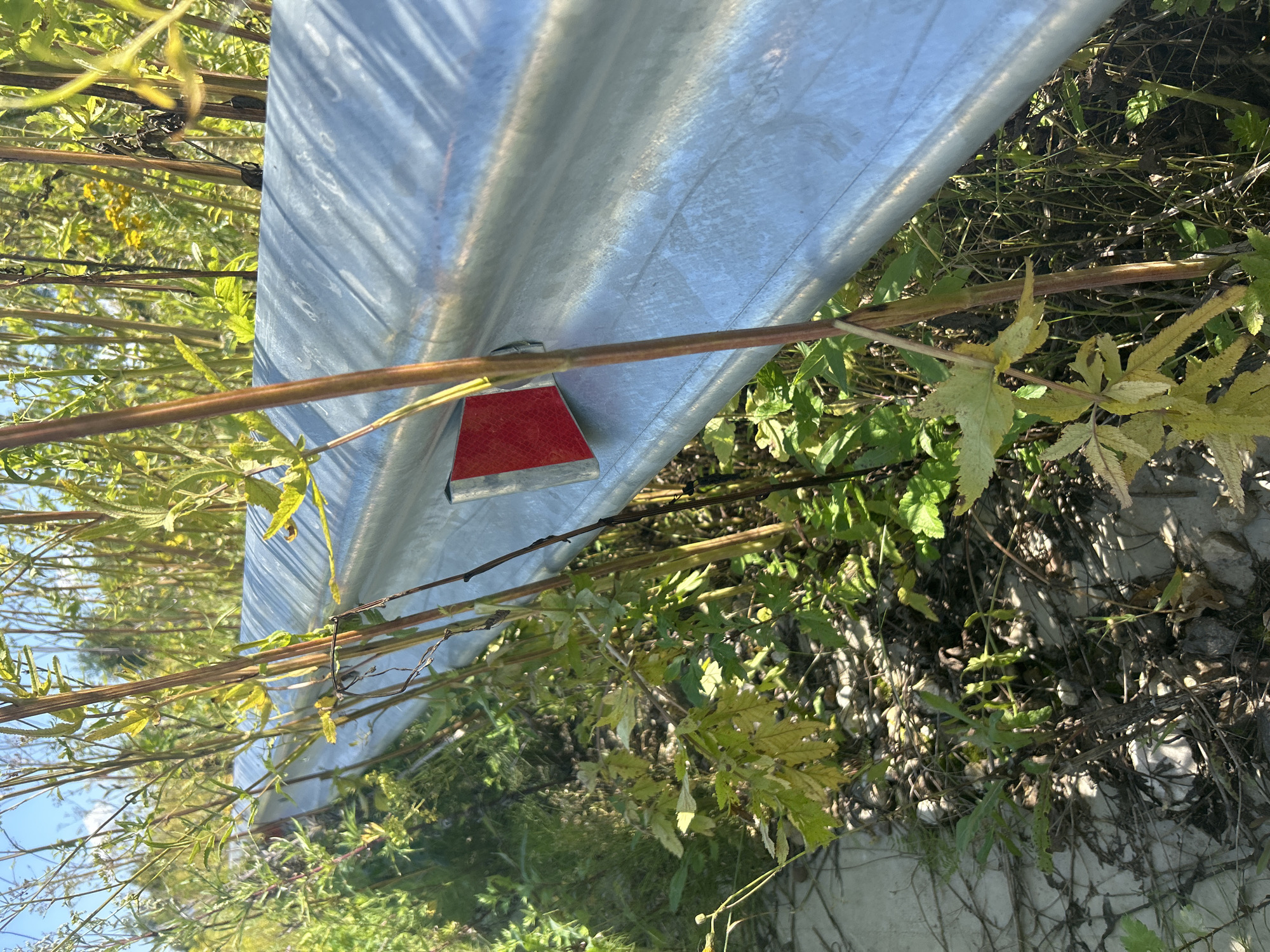 The image shows a metallic guardrail with a red reflector attached, positioned alongside a road with overgrown vegetation. Tall, thin stalks of plants, some with yellowing leaves, crowd the area, with more green foliage and some yellow wildflowers visible in the background. The ground beneath the guardrail appears to be a mix of dirt, gravel, and possibly some paving stones. The scene is illuminated by natural daylight, casting shadows on the guardrail and the surrounding plants. No people are visible in the image. The location is identified as Kalitsino, Russia.