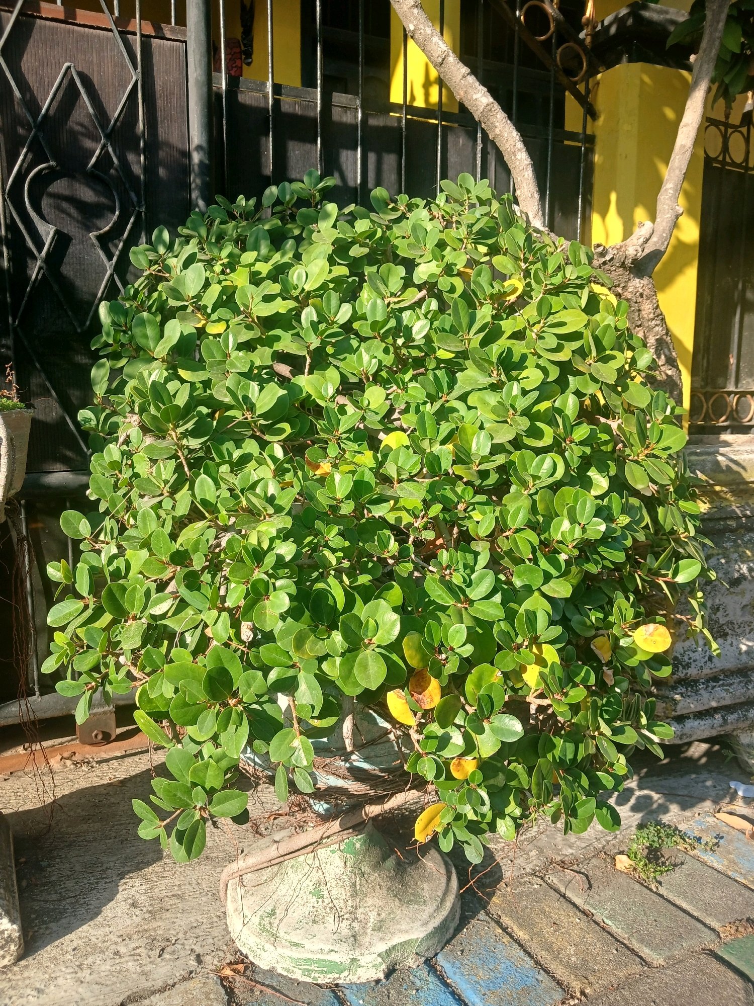 The image depicts a well-established Ficus benjamina bonsai tree situated in a pot on a paved outdoor surface. The tree is lush with vibrant green, oval-shaped leaves, and some yellowing leaves are visible, indicating natural shedding or seasonal changes. The pot is weathered and appears to be made of concrete or a similar material, with exposed roots trailing from the base. Behind the tree, a black metal fence with a diamond pattern is visible, with a dark wooden gate or panel behind it. To the right of the fence, a bright yellow wall serves as a backdrop. The ground is paved with interlocking bricks in various shades of blue, gray, and brown, and some concrete is also present. The scene is bathed in sunlight, casting shadows from the fence and the tree onto the ground and the adjacent surfaces. The overall setting suggests a residential or a garden area, potentially in Banyuwangi, Indonesia, given the style of the fence and the building's architecture, often found in such locations. No people or animals are present in the image.
