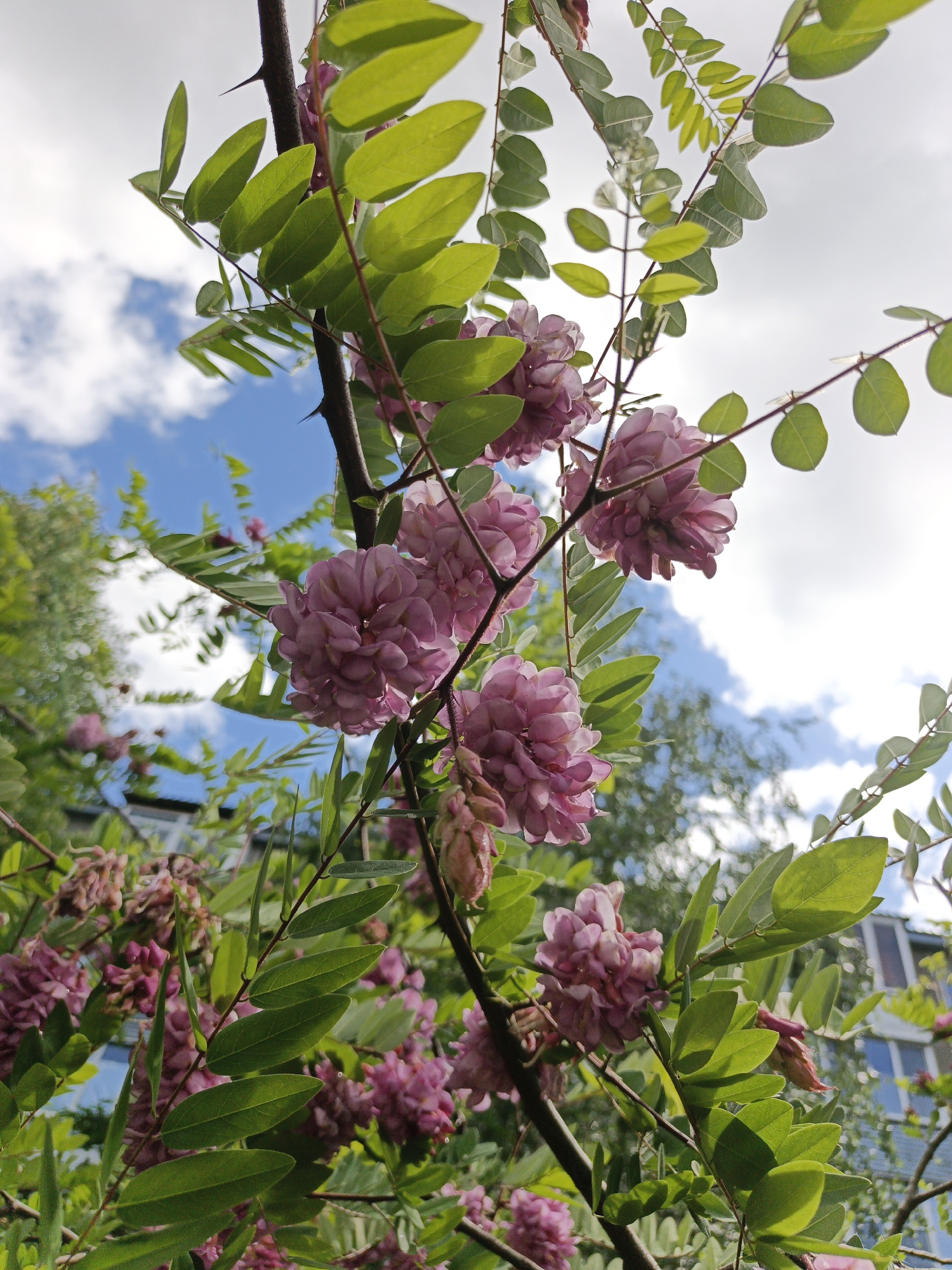 The image shows a close-up of a flowering tree with pink blossoms in Goryachiy Klyuch, Russia. The tree has pinnate leaves with small, oval leaflets. Thorns are visible on the branches. The pink flowers are clustered together in dense, globe-shaped inflorescences. The sky is visible in the background, with blue patches and white clouds. Other trees and a building are visible in the background, slightly out of focus.