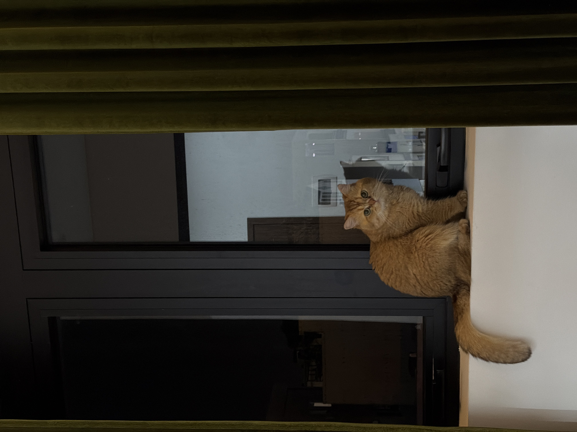 A medium shot depicts an orange, fluffy cat perched on a window ledge indoors. The window has a black frame. The cat looks upwards and slightly towards the left. Green curtains are visible at the top and bottom edges of the frame. The location and city are not discernible from the image.