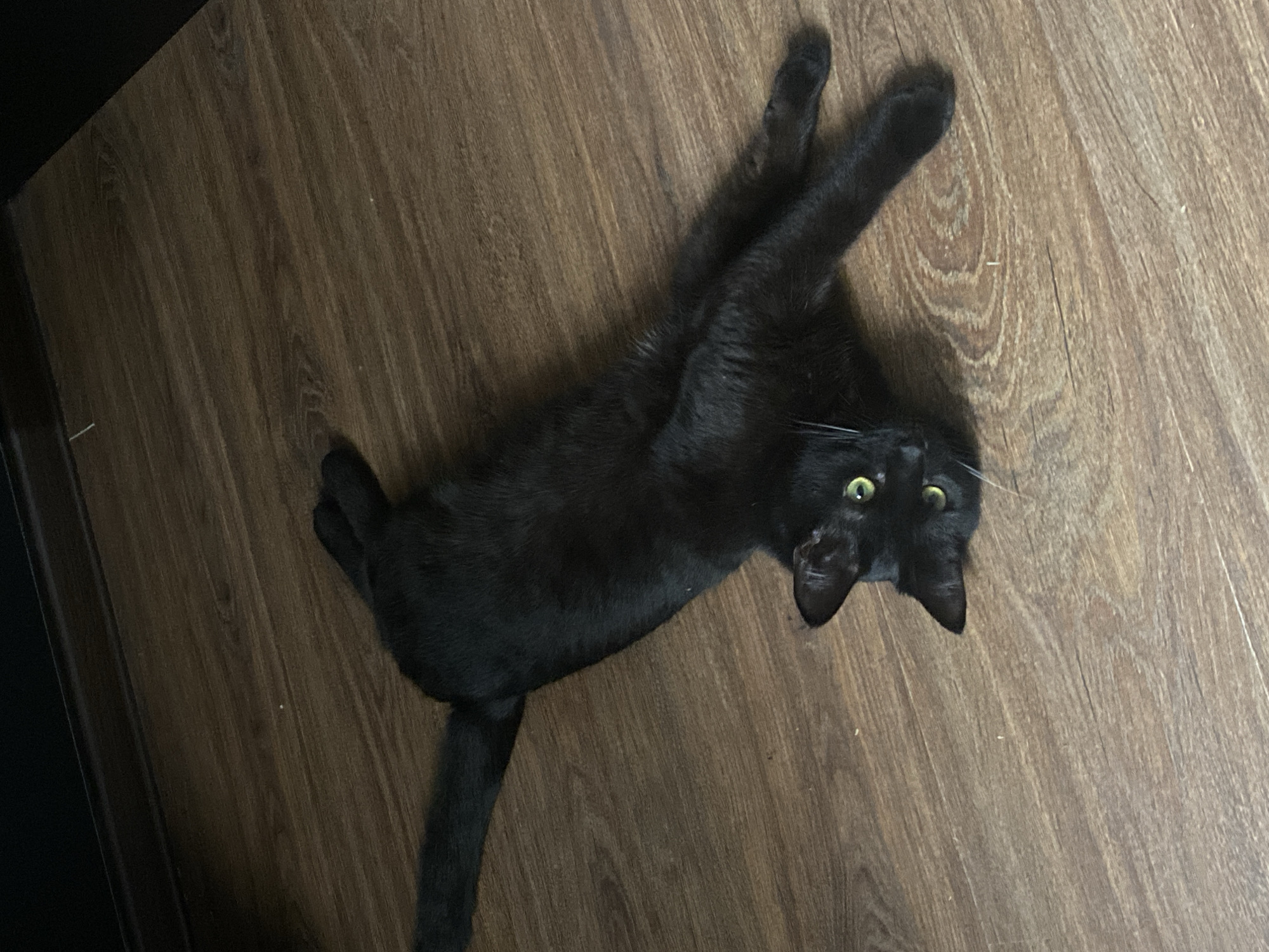 A black cat lies on a dark wooden floor. The cat's body is stretched out, with its front paws extended upwards and slightly crossed. Its tail extends downwards, and its head is turned to the side, with green eyes looking directly at the camera. The floor is made of dark brown planks with a wood grain pattern. A dark object or surface is visible on the left side of the frame, out of focus. The image provides no information indicating that the scene is located in Izhevsk, Russia.
