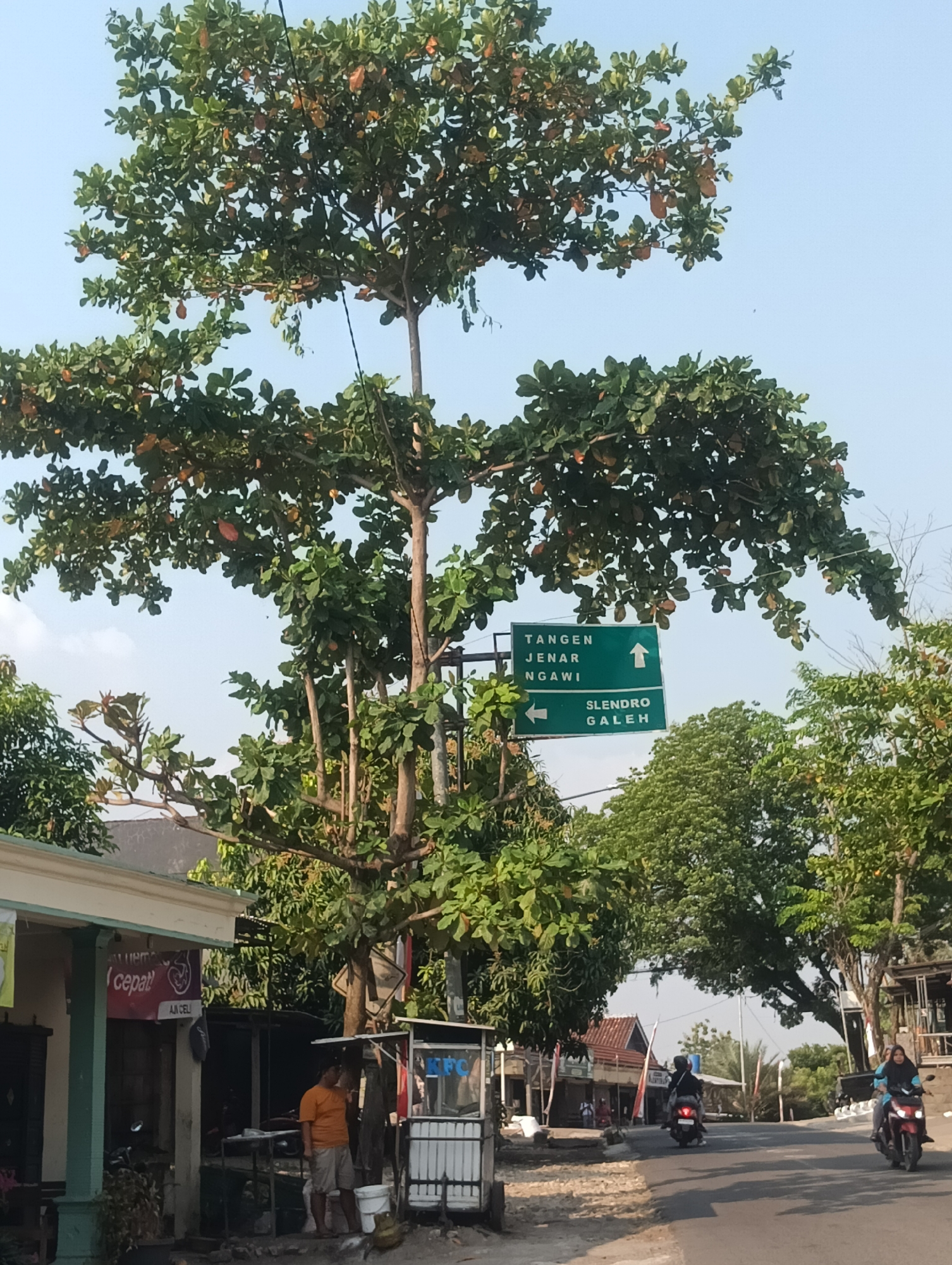 The image depicts a street scene in Palemrejo, Indonesia, dominated by a large tree with lush green foliage and some reddish leaves. A green directional signpost is visible, indicating "TANGEN JENAR NGAWI" with an upward arrow and "SLENDRO GALEH" with a leftward arrow. On the left side of the road, there is a building with a light-colored facade and green trim, featuring a sign that reads "cepati". A person in an orange t-shirt and light shorts stands near this building. To the right of the tree, a small food stall with "KFC" branding is present. The road shows light traffic, with two motorcycles visible. One motorcycle is heading away from the camera, carrying two passengers. Another motorcycle with a single rider is approaching the camera. The environment suggests a semi-rural or suburban setting with scattered buildings and dense vegetation. The sky is clear and blue.