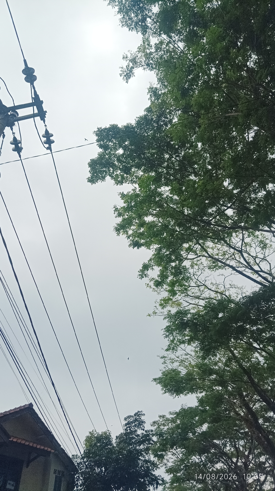 The image captures a view looking upwards on a cloudy day in Tasikmalaya, Indonesia. In the foreground, a portion of a house with a tiled roof is visible on the left. A utility pole with multiple insulators and thick black wires stretches diagonally across the upper left quadrant of the frame. These wires are a prominent feature, leading the eye towards the top of the image. To the right and upper portion of the image, the dense green foliage of several trees dominates, with branches and leaves creating a textured canopy. The sky is overcast and bright, offering little detail. There are two small, dark specks in the sky, possibly birds in flight. In the bottom right corner, a timestamp "14/08/2026 10:58" is overlaid on the image.