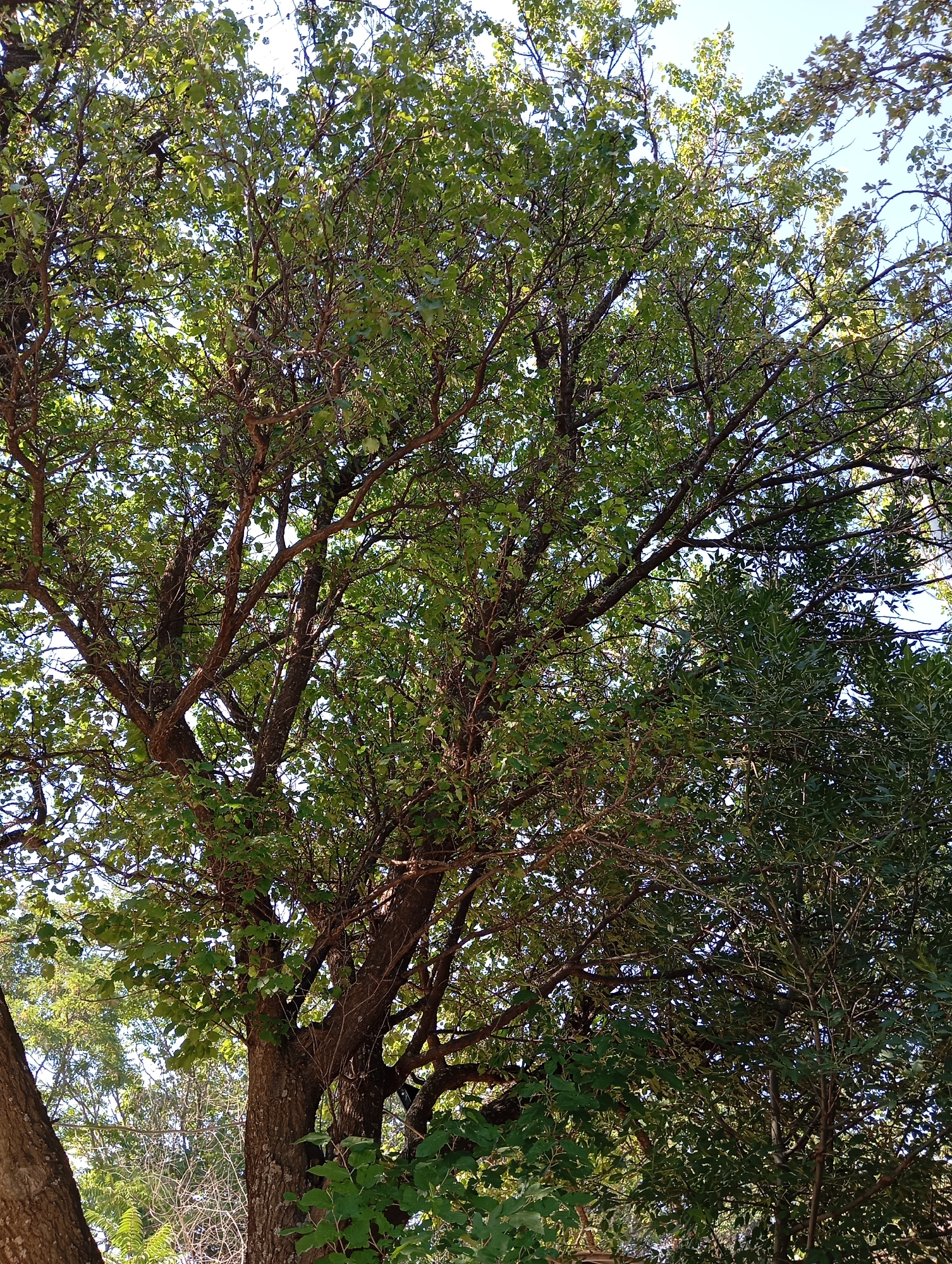 The image shows a dense canopy of green leafy trees, with visible branches and trunks. The sunlight filters through the leaves, creating a dappled effect. The sky is visible in the background, a pale blue. The scene depicts a natural environment, likely a park or a wooded area. No people or specific man-made objects are prominent in the image. The overall impression is one of lush vegetation.