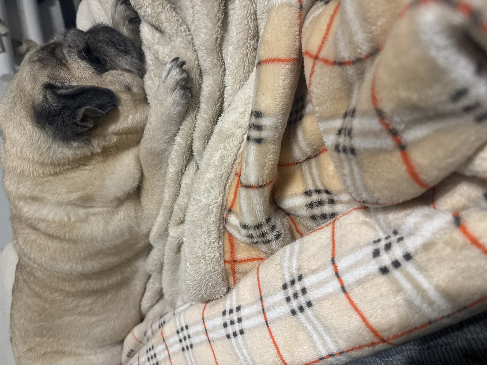 A fawn-colored pug sleeps on a plush blanket with a beige, black, and red plaid pattern. The pug is lying on its side, with its head resting on its paws. The blanket is folded and draped around the pug, creating a cozy nest. The background is blurred and out of focus, but appears to be an indoor setting. There is no indication of the location being in Bishkek City, Kyrgyzstan.