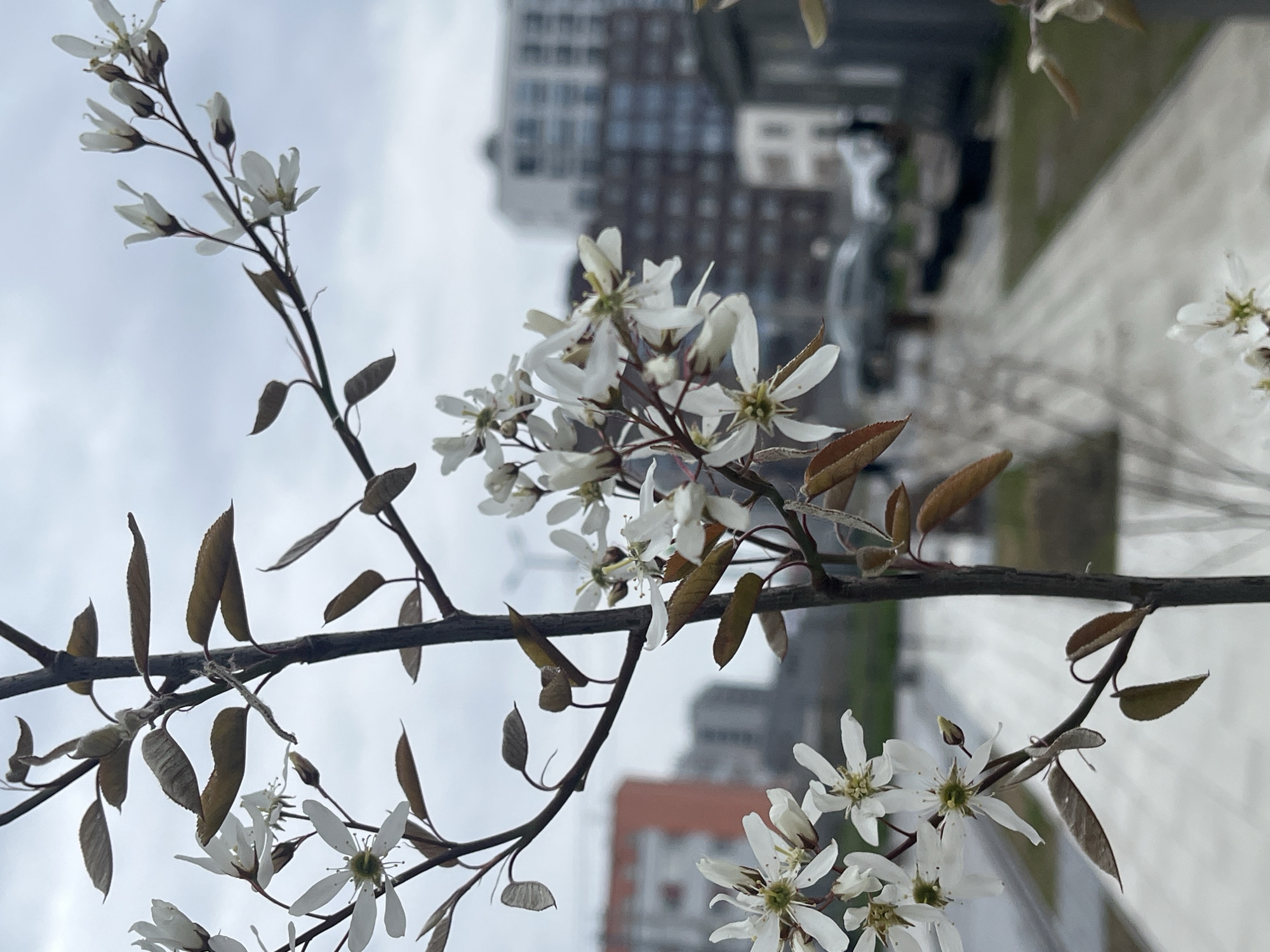 The image depicts a flowering tree branch with white blossoms and brown leaves in the foreground. In the background, out-of-focus buildings can be seen, including a tall modern structure with multiple windows. A light-colored paved area is also visible behind the tree. The scene appears to be set in an urban environment, likely Saint Petersburg, Russia.