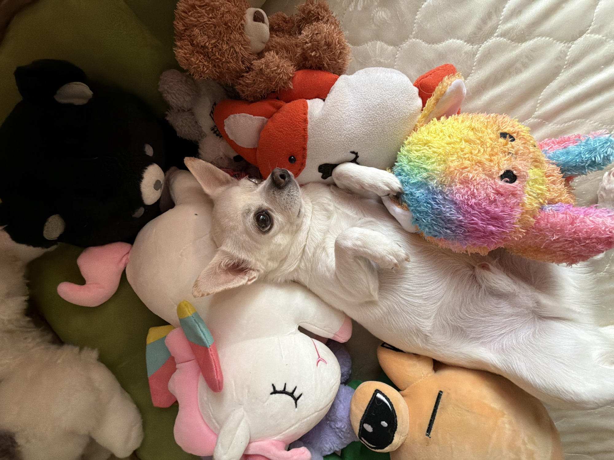 A small, cream-colored chihuahua is lying on its back amidst a pile of stuffed animals. The stuffed animals include a brown teddy bear, a black and white bear, a fox, a unicorn, and a rainbow-colored animal. The chihuahua is looking up at the camera. The scene appears to be indoors, likely on a bed or soft surface. There is no indication of Birobidzhan, Russia or any city or any other people.