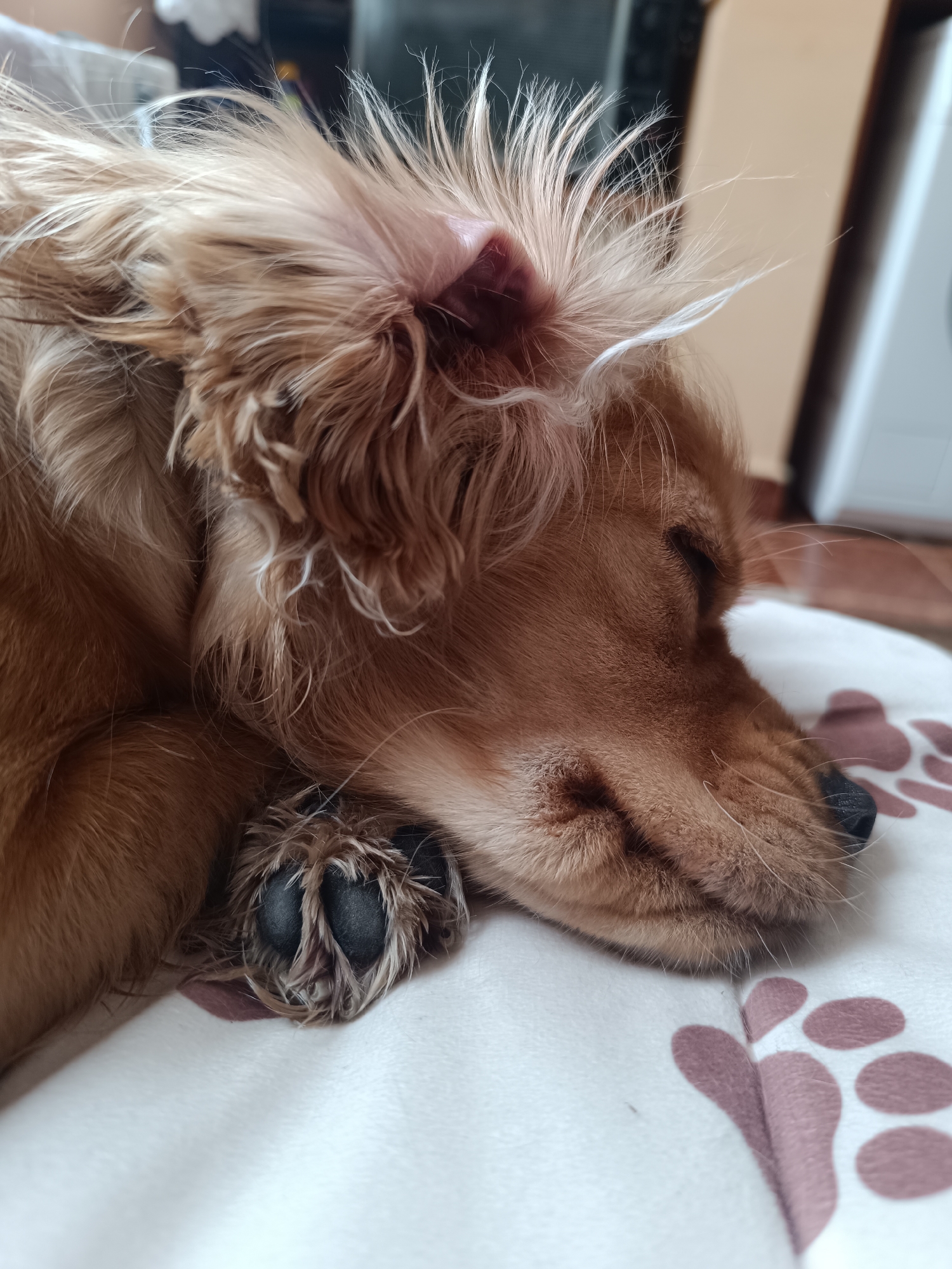 A close-up shows a light brown Cocker Spaniel asleep on a light-colored blanket patterned with brown paw prints. The dog is curled up, with its paw resting near its face. The dog's eyes are closed, and its nose is black. Its fur is long and wavy, especially around the ears. The background is blurred, showing hints of a room interior. The location is Unknown, Unknown.