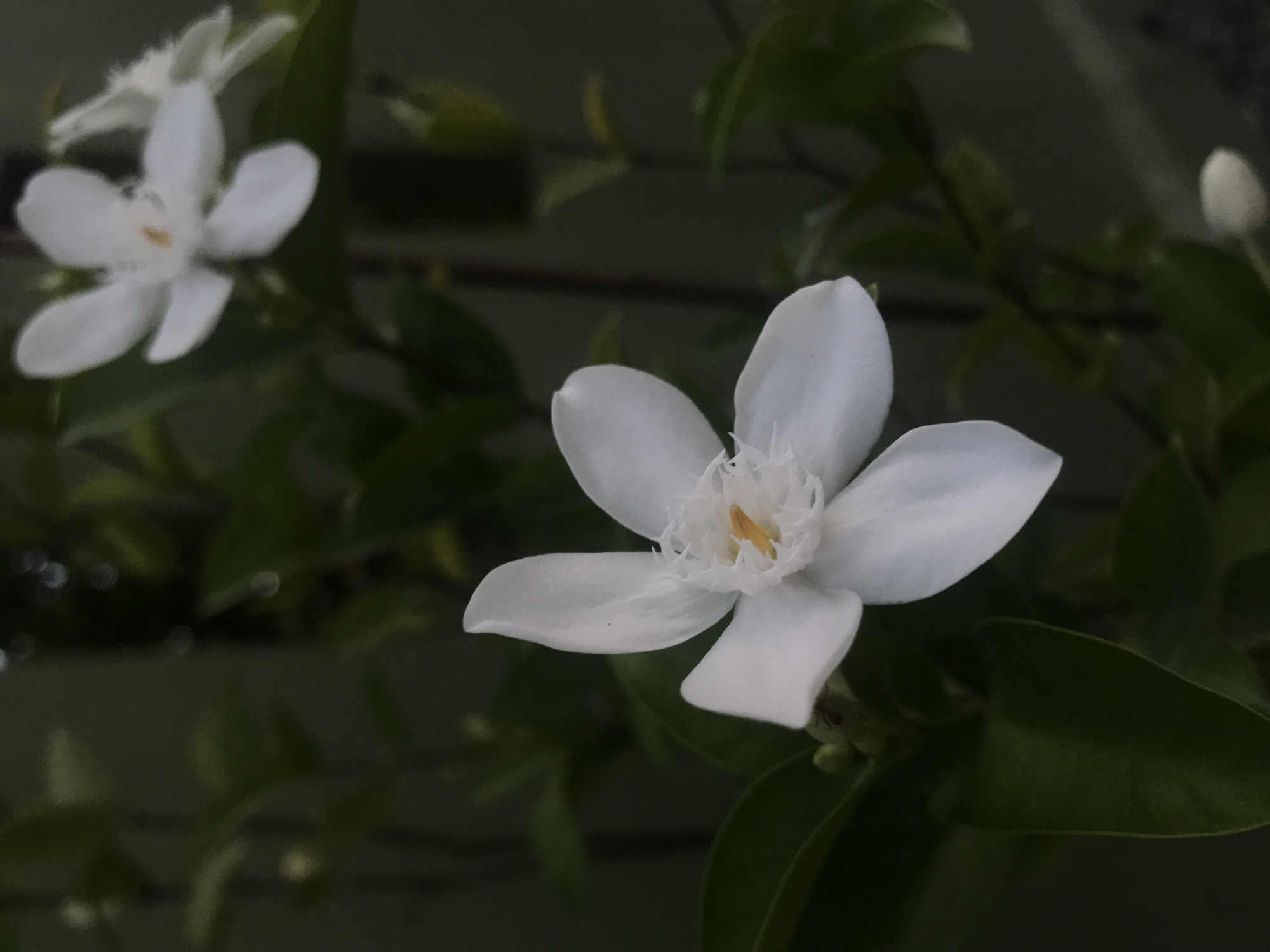 A close-up, vertically oriented photograph displays a cluster of white, star-shaped flowers with delicate, fringed centers. The flowers are set against a dark, out-of-focus background of green leaves and stems, suggesting they are part of a plant. The lighting is soft, creating a moody atmosphere. The location is Baan Mae Nam, Thailand.
