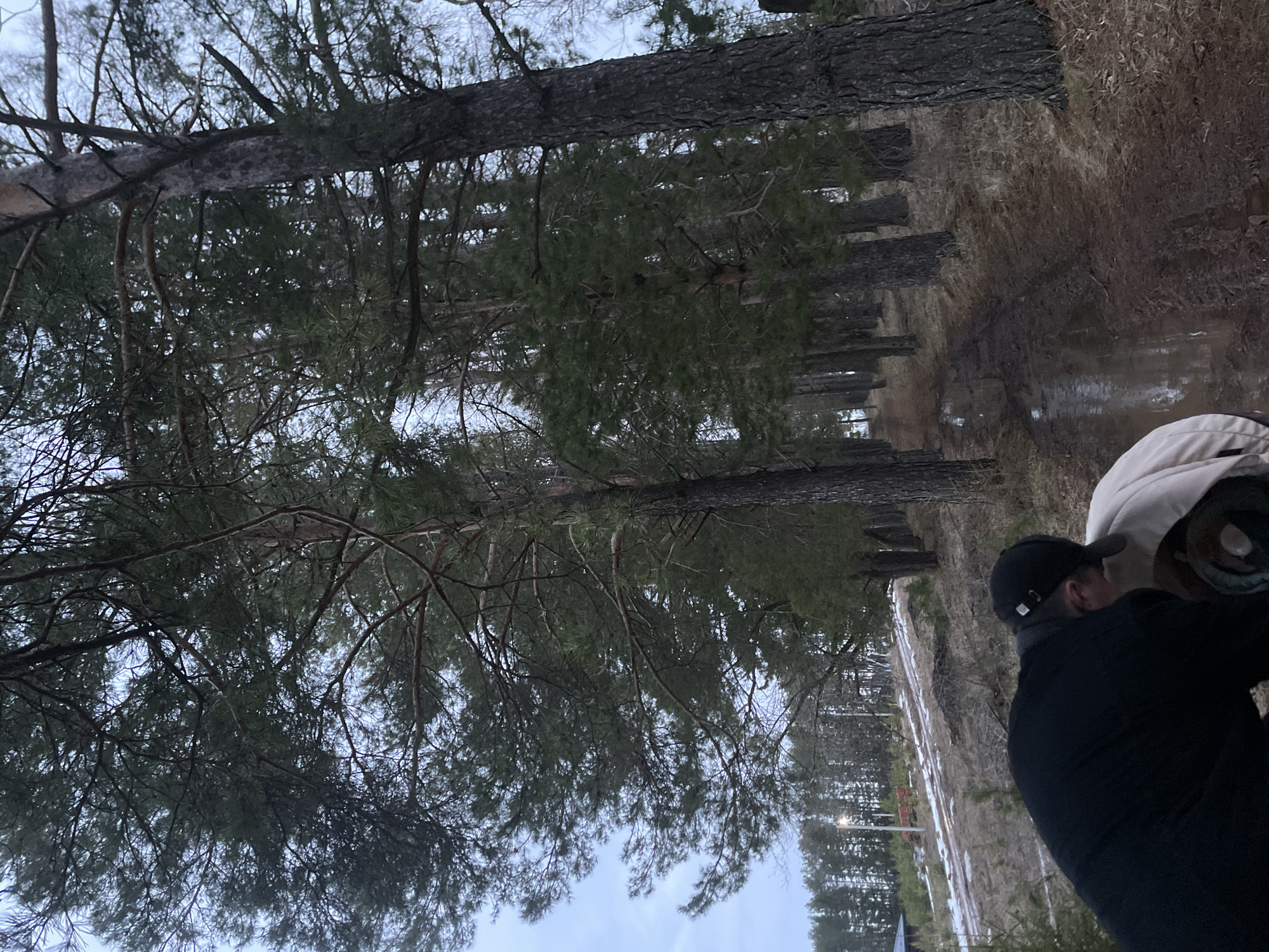The image depicts a line of tall, coniferous trees in what appears to be a forested area near Подшивалово, Russia. The ground is covered with brown vegetation, possibly dry grass or fallen leaves. There is standing water or mud in the foreground, suggesting recent rain or snowmelt. A person wearing a black jacket and a black baseball cap is partially visible in the lower right of the frame, appearing to be focused on something out of view. The person is partially obscured by another person or object covered by white fabric. The sky is visible through the tree branches, with a pale, overcast appearance. The scene is generally dimly lit, suggesting it is either early morning or late afternoon.