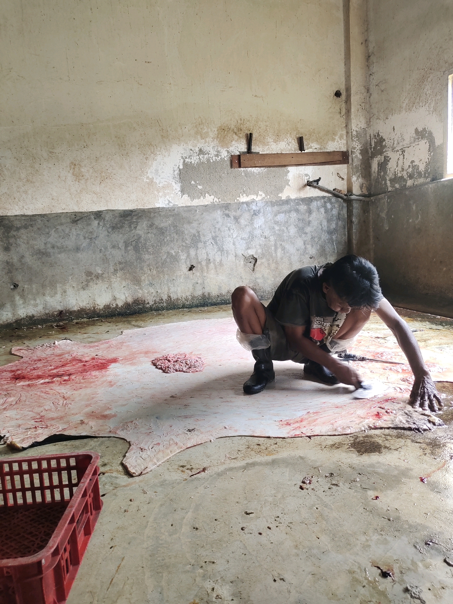 In a stark, concrete-walled room in Ringinrejo, Indonesia, a person squats on a large, pale hide spread across the floor. The hide, stained with what appears to be blood, dominates the center of the frame, with a pile of reddish, minced material to its left. The individual, wearing a dark t-shirt, shorts, and black boots, is actively working on the hide, using a tool in their right hand and their left hand to manipulate the material. The walls are rough and unfinished, with a visible water line about a meter from the floor, indicating a damp environment. A bright red plastic crate rests on the floor in the lower left corner of the image. A window in the upper right corner allows diffused light into the room, illuminating the scene. The overall impression is one of a processing or preparation area.