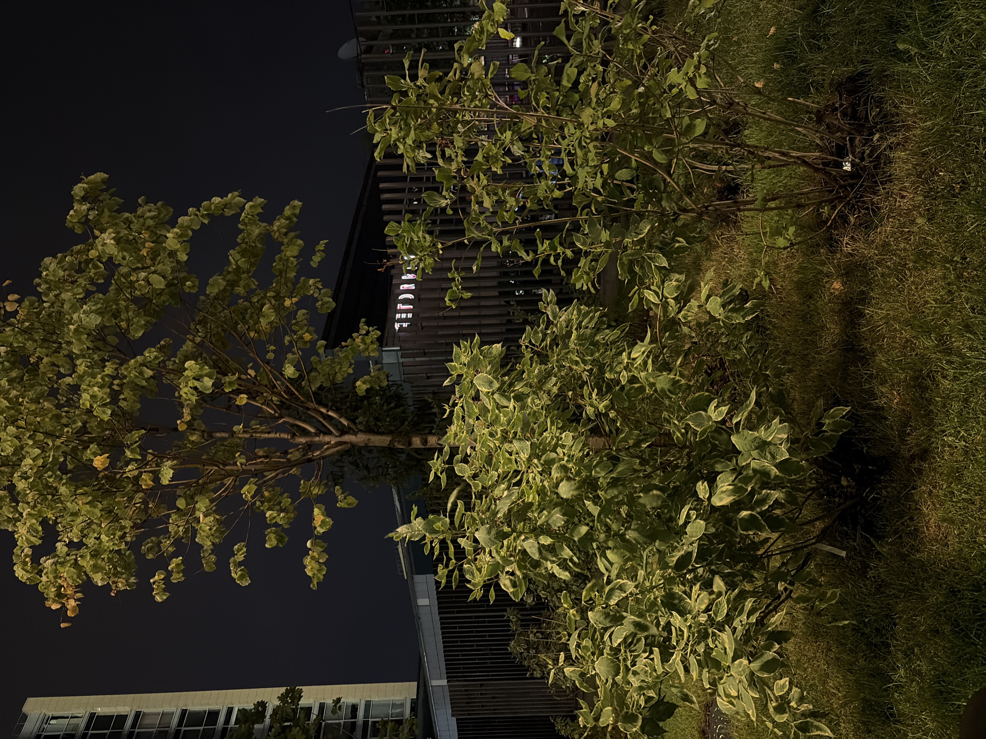 The image depicts an outdoor scene at night, likely in an urban environment. In the foreground, there are two shrubbery plants with variegated green and white leaves, illuminated from below, casting shadows on the grass. Behind the shrubs, a thin-trunked tree with green leaves is visible, also lit from the ground. In the background, a modern building with a tall, rectangular structure and numerous windows is present on the left. To the right of the tree, a dark-colored building with a fence-like facade is visible, with illuminated signage that reads "RESTORANT". The overall atmosphere is dark, with artificial lighting highlighting the foliage. The presence of a building with signage suggests a commercial or public space. Given the detail of the architecture and the likely presence of a restaurant, this scene could be located in a developed urban area. Without further information, pinpointing the exact location in Moscow, Russia, is not possible from the visual data alone.