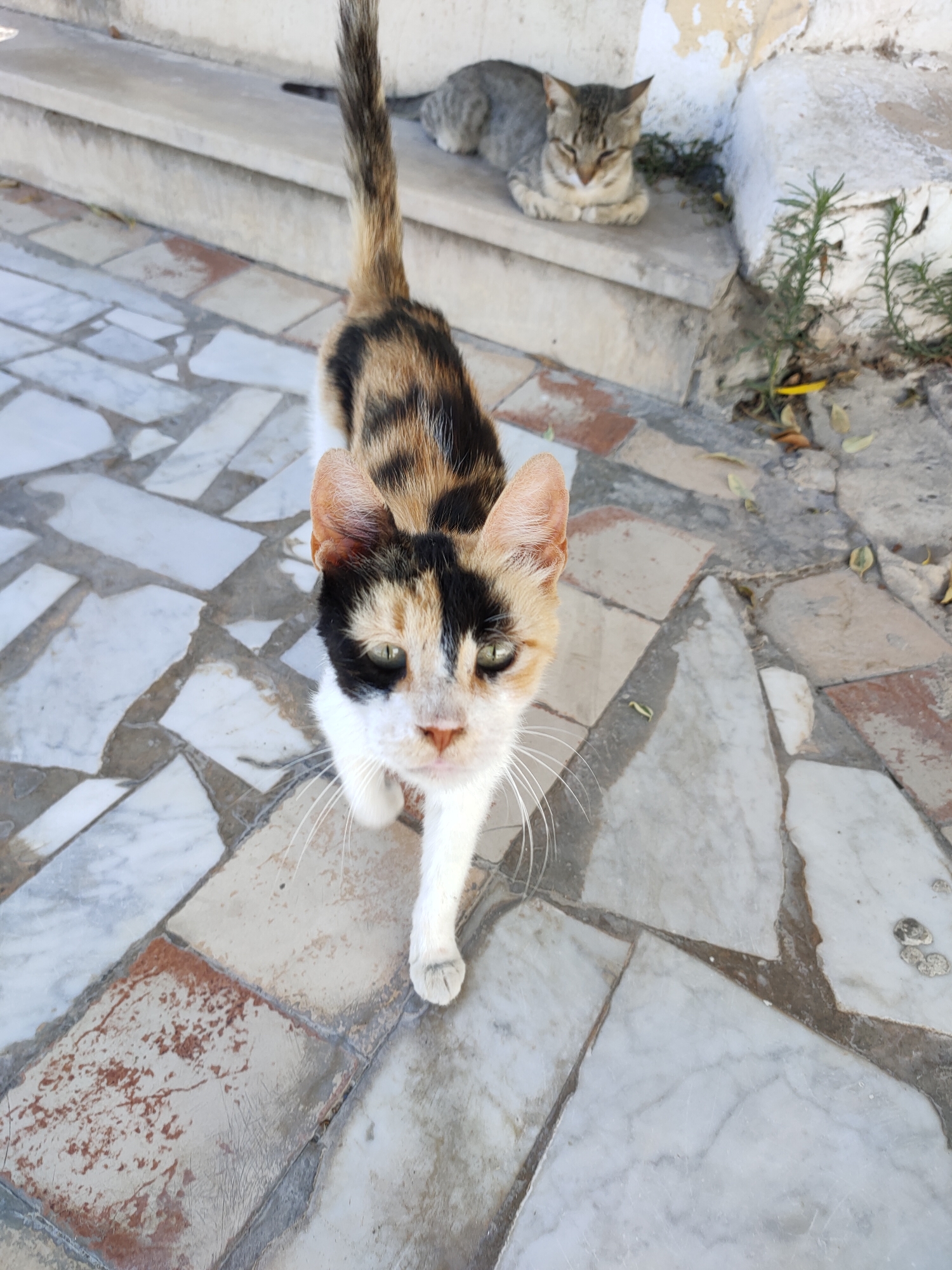 In the city of Ariana, Tunisia, two cats are observed on a textured stone pathway leading up to a set of concrete steps. The cat in the foreground, a calico with white, black, and orange markings, is facing the camera and appears to be walking forward. Its eyes are open and green, and its whiskers are prominent. Behind it, a grey tabby cat is resting on the concrete steps, its body curled and its eyes partially closed. The environment suggests an outdoor setting, possibly a courtyard or a walkway with sparse vegetation growing on the side. The stone pathway is composed of irregularly shaped tiles with varying shades of white, gray, and brown. The concrete steps are weathered, with some discoloration and patches of moss or algae. The overall scene is a candid snapshot of domestic or stray cats in a typical urban environment of Ariana.