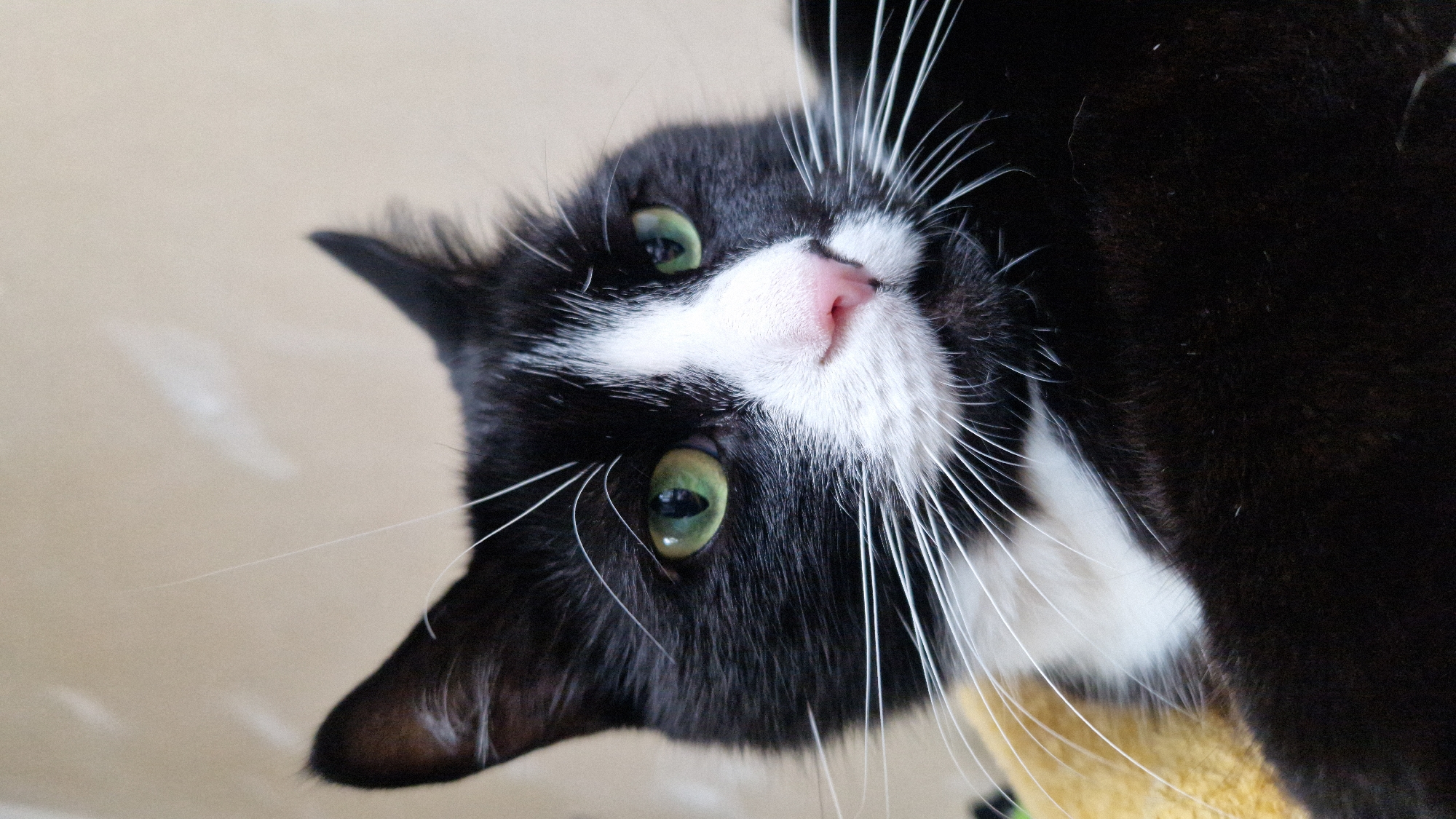 This is a close-up, portrait-oriented photograph of a black and white tuxedo cat. The cat is looking off to the right of the frame with its bright green eyes clearly visible. It has a white chest and muzzle, with a pink nose. The background is a neutral, light-colored wall with some soft, out-of-focus light reflections. The cat appears to be resting on a yellow surface, possibly a blanket or cushion. The image is sharp and well-lit, focusing on the cat's facial features and fur. There is no indication of the city of Riga, Latvia, or any other specific location.