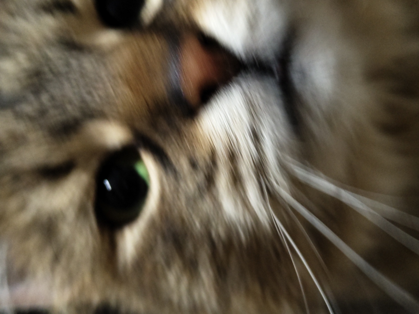 A close-up, front-facing photographic depiction of a domestic cat's face, occupying the majority of the frame. The animal exhibits brown and tan tabby markings on its fur. The left eye, from the viewer's perspective, is prominently visible, displaying a dark pupil and a luminous green hue in the iris, along with a distinct white specular highlight. The right eye is largely out of focus and obscured. The cat's nose, located centrally, is a reddish-brown color and appears slightly blurred. Multiple white whiskers extend outwards from the left side of the muzzle, also exhibiting a degree of blur, possibly indicative of motion or shallow depth of field. The overall image has a soft focus, with the sharpest detail concentrated on the visible left eye.