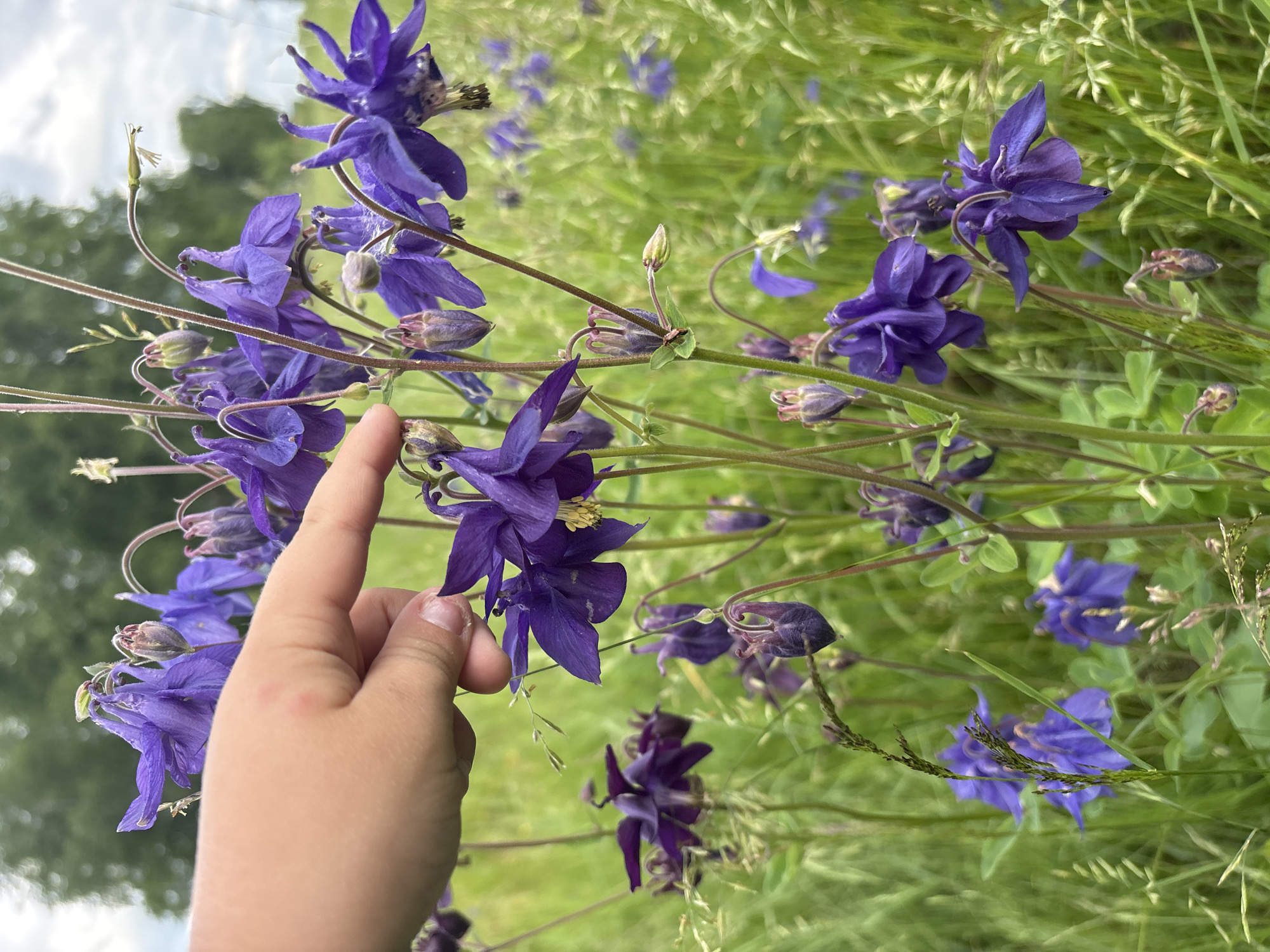 In the city of Kurgan, Russia, a child's hand with fair skin is shown touching a purple columbine flower in a grassy field. The columbine flowers are clustered on thin stems, with some blooming and others in bud. The background consists of green grass, taller trees, and a cloudy sky. The lighting suggests it is daytime.
