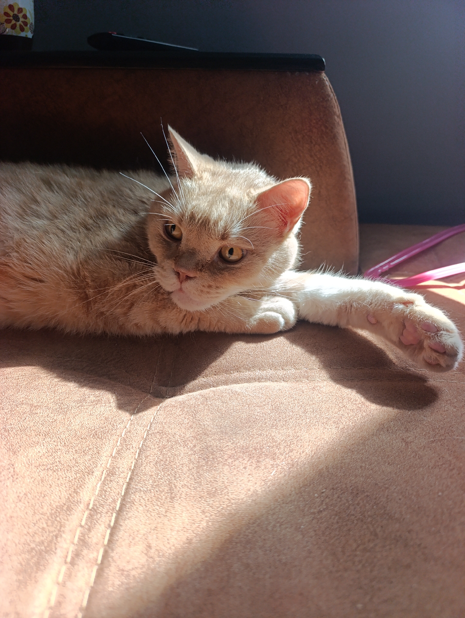 A ginger and white cat is lying on a brown couch, its body partially obscured by shadows. The cat is facing left, with its head turned towards the camera. Its eyes are open, and it appears to be relaxed. A sunbeam falls across the cat's body and the couch, creating a dappled light effect. The background is dark and out of focus, but appears to be an indoor setting. No people or other animals are visible in the image. The location is not determinable from the image itself.