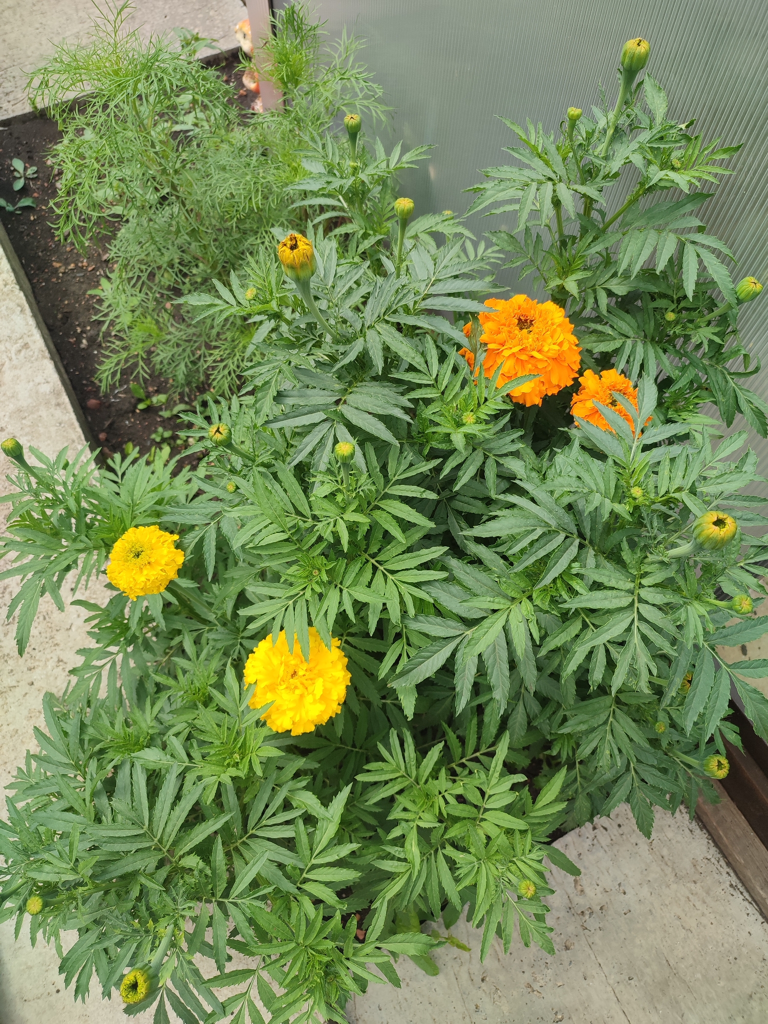 An overhead shot shows a potted marigold plant with multiple yellow and orange flowers in various stages of bloom, along with numerous buds. The plant is situated on a light-colored concrete surface, bordering a dark soil bed filled with fine, green foliage, possibly another plant. A textured, translucent greenhouse-like wall is visible in the background, with a sliver of wood to the right. The image is devoid of any human presence. This scene is consistent with a small garden or balcony setting in Kumertau, Russia, a region known for its floriculture and the cultivation of ornamental plants.