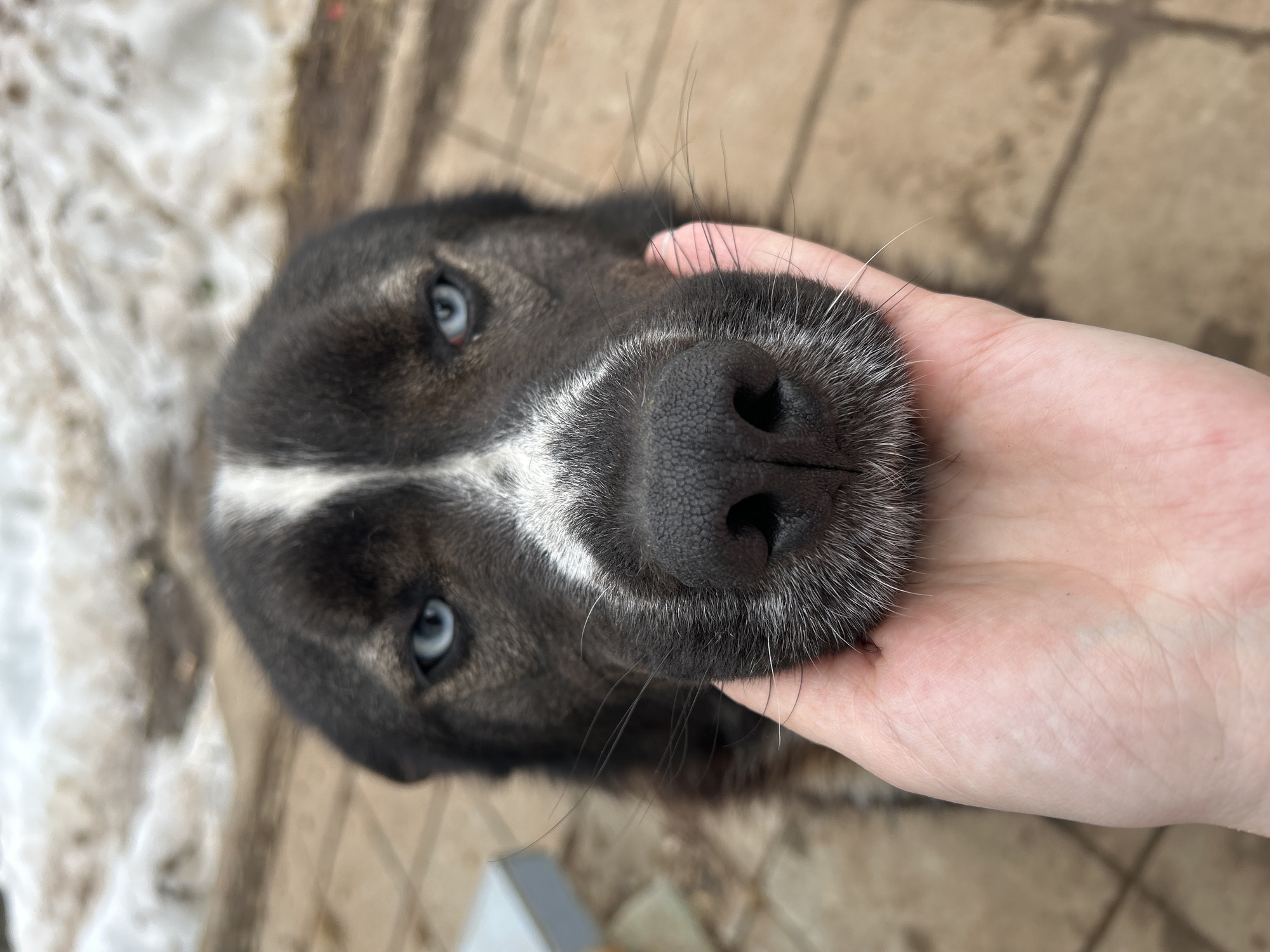 The image depicts a close-up, low-angle view of a dark-furred dog with a white stripe running from its forehead to its snout, featuring prominent blue eyes and a black nose. A human hand, appearing to be light-skinned, is positioned beneath the dog's snout, gently holding or petting the area around its chin. The dog's face is in sharp focus, while the background is blurred. The immediate ground surface visible behind the dog and hand consists of light brown, possibly tiled or paved material. In the far background, patches of snow and bare earth or dirt are visible, suggesting an outdoor winter or early spring setting. The scene is located in the city of Фоки, Russia.