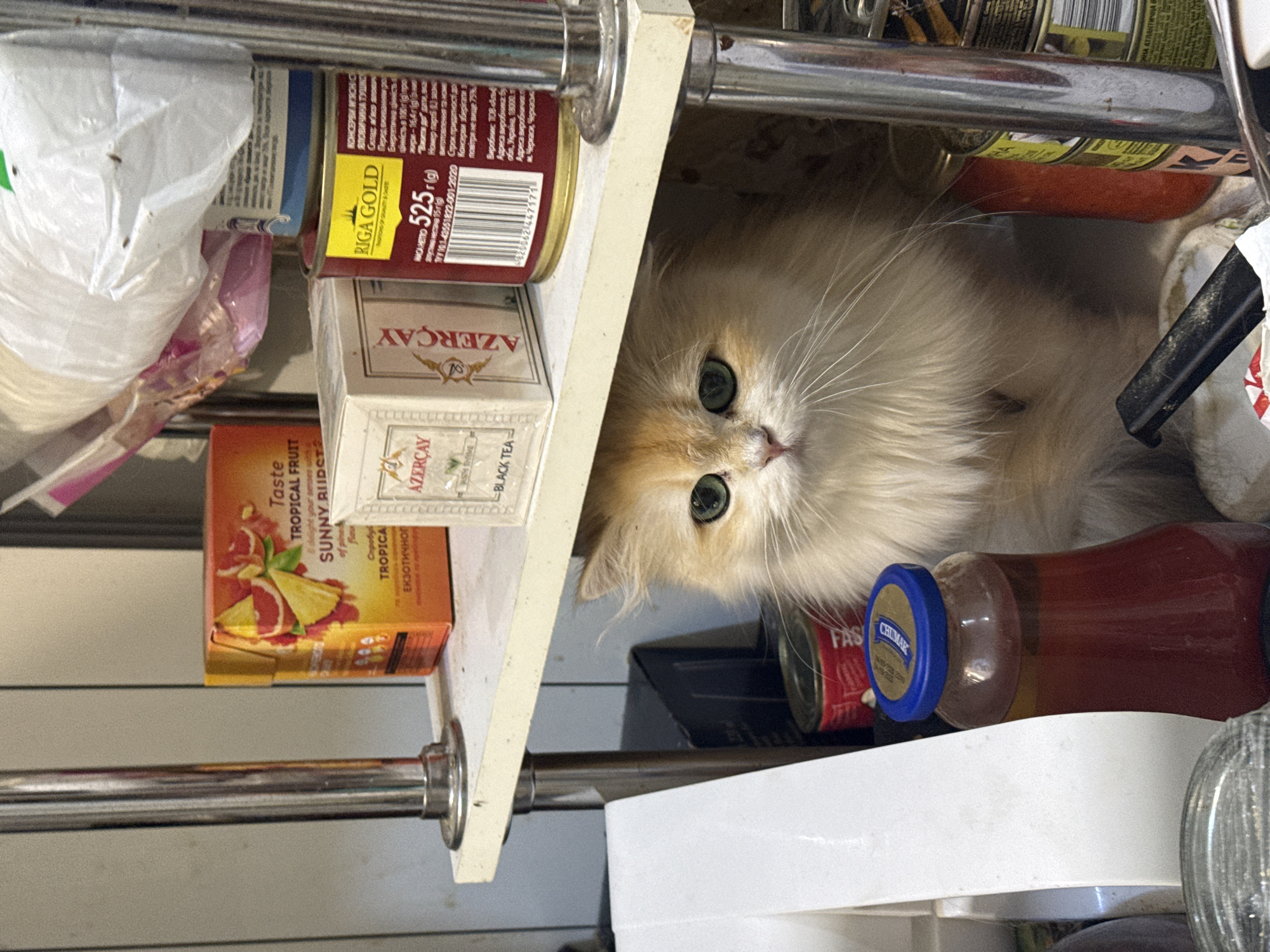 The image depicts a domestic scene on a shelf in what appears to be a kitchen pantry. A fluffy, light-colored cat with green eyes is peering out from behind a stack of items. On the shelf above, there are several food products, including boxes of "TROPICAL FRUIT SUNNY BUDDY" and "AZERCAY BLACK TEA," as well as a can labeled "RIGA GOLD." To the left of the cat, a glass jar with a blue lid contains a reddish liquid. To the right, there are more cans and a white paper product. The overall environment suggests a cluttered but organized storage area. The location is stated to be the city of Dnipro, Ukraine.