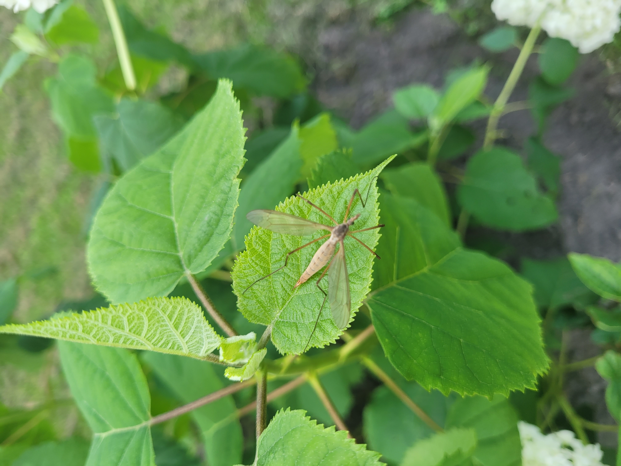 A close-up, eye-level shot captures a crane fly resting on a vibrant green leaf. The insect, a light tan color, has long, spindly legs and delicate, translucent wings. It is positioned centrally on the leaf, which exhibits a slightly serrated edge and prominent veining. Surrounding the leaf are other large, lush green leaves and stems, creating a natural, garden-like environment. The background is softly blurred, suggesting a shallow depth of field, with hints of a muted green grassy area and soil visible. The image was taken in the city of Krustiņi, Latvia.