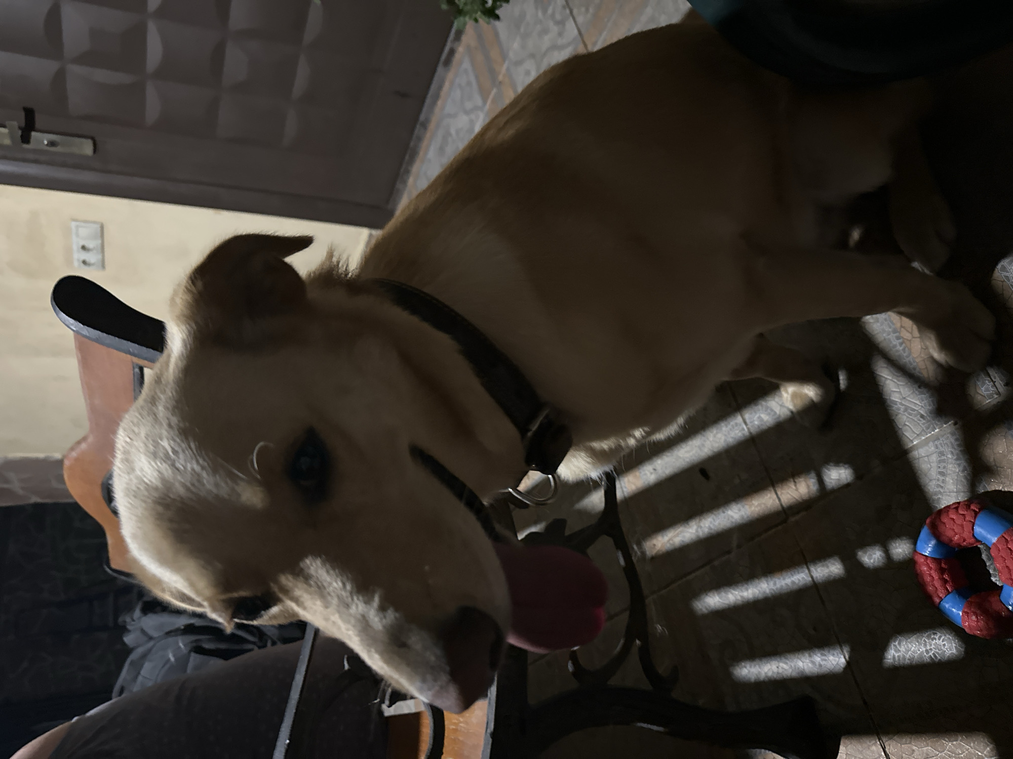 A medium-sized, light brown dog with its tongue out sits on a tiled floor, casting a shadow. The dog is wearing a black collar. In the foreground, a red and blue ring toy is on the ground. The background includes a door, a wall with an electrical outlet, and furniture. The scene appears to be an outdoor or semi-outdoor space, possibly a courtyard or porch, with sunlight casting linear shadows on the floor. The image was taken in Sochi, Russia.