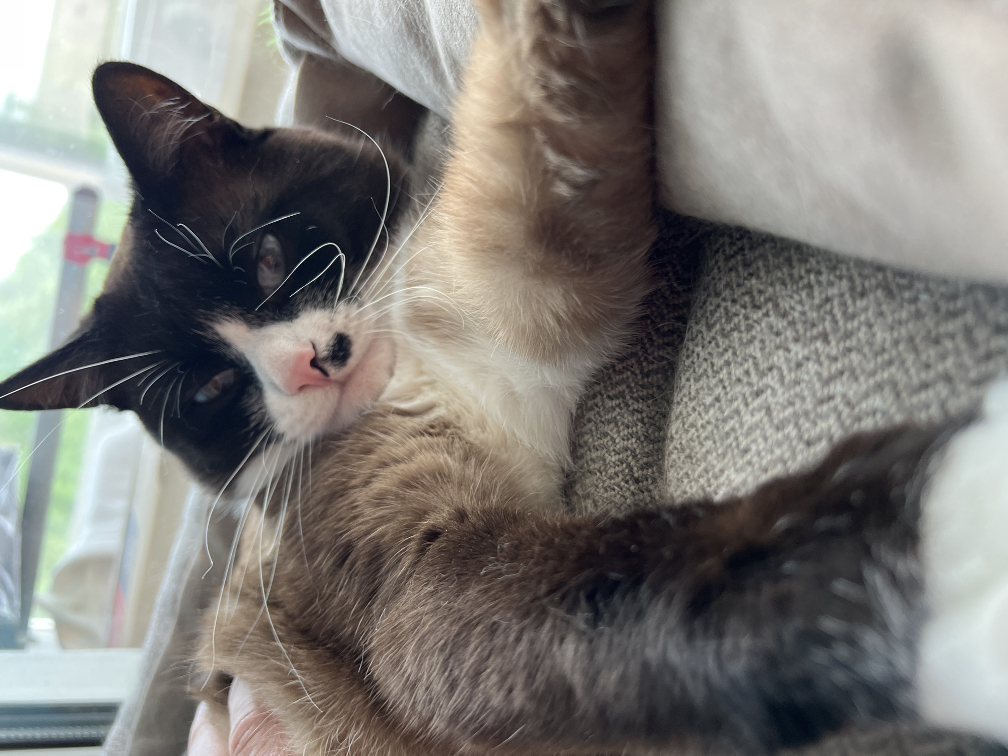 A cat with a dark brown and white coat is lying on a textured, gray fabric surface, possibly a couch or chair. The cat has a mostly black face with white markings around its nose and mouth, and long white whiskers. Its eyes are partially closed, suggesting relaxation. Part of the cat's chest and one paw are visible, showing a mix of tan and brown fur. In the background, there's a blurred view of a window and greenery, indicating an indoor setting. The cat appears to be resting comfortably.
The location of the image is not specified, and no location in Noviy, Russia, is discernible. Therefore, the request for its location can not be fulfilled.