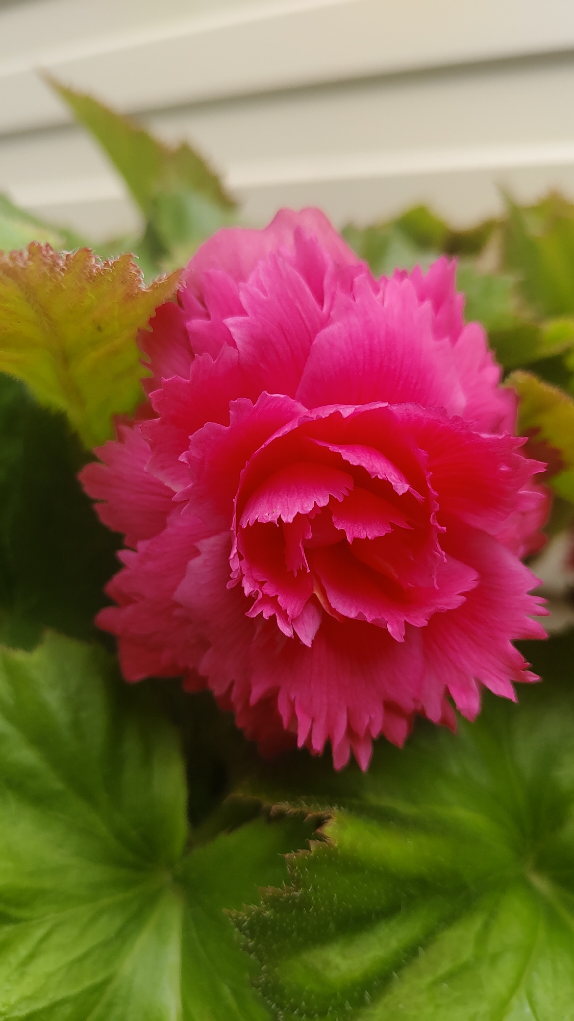 A close-up, vertical, eye-level shot focuses on a vibrant pink begonia flower. The flower, with its ruffled petals, is the primary subject, occupying the center of the frame. It is surrounded by lush green begonia leaves, some of which have slightly yellowed and fuzzy edges. In the background, a blurred, light-colored surface, possibly siding or a wall, is visible. The image was captured in the city of Shushenskoye, Russia, and depicts a plant in an outdoor setting, likely a garden or potted plant. There are no people or animals present in the image, and no discernable actions or interactions are taking place. The lighting appears to be natural, suggesting an overcast day or a shaded area.