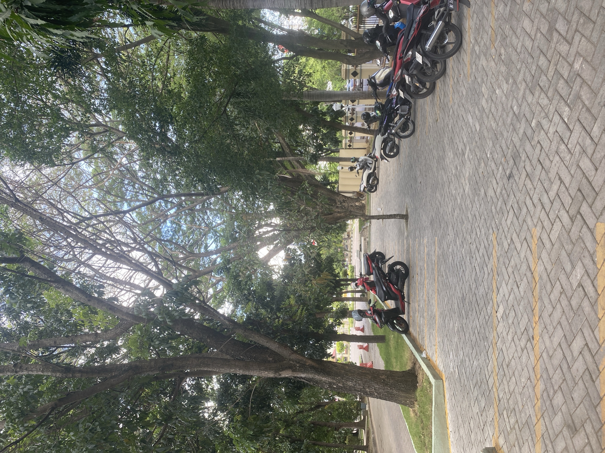 The image depicts an outdoor scene with a paved parking area and lush greenery. Several motorcycles are parked in designated spots, marked by yellow lines on the brick-like pavement. A large tree with dense foliage dominates the left side of the frame, casting shadows on the ground. In the background, more trees create a canopy, with sunlight filtering through the branches, suggesting a bright, possibly daytime, setting. The overall environment appears to be a public space, possibly a park or a university campus, given the presence of the motorcycles and the well-maintained landscaping. There are no people clearly visible in the foreground, though a few figures are present near the motorcycles on the left side of the frame, and some others are visible in the background. The scene is tranquil and orderly.